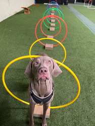 Dog in the indoor dog park