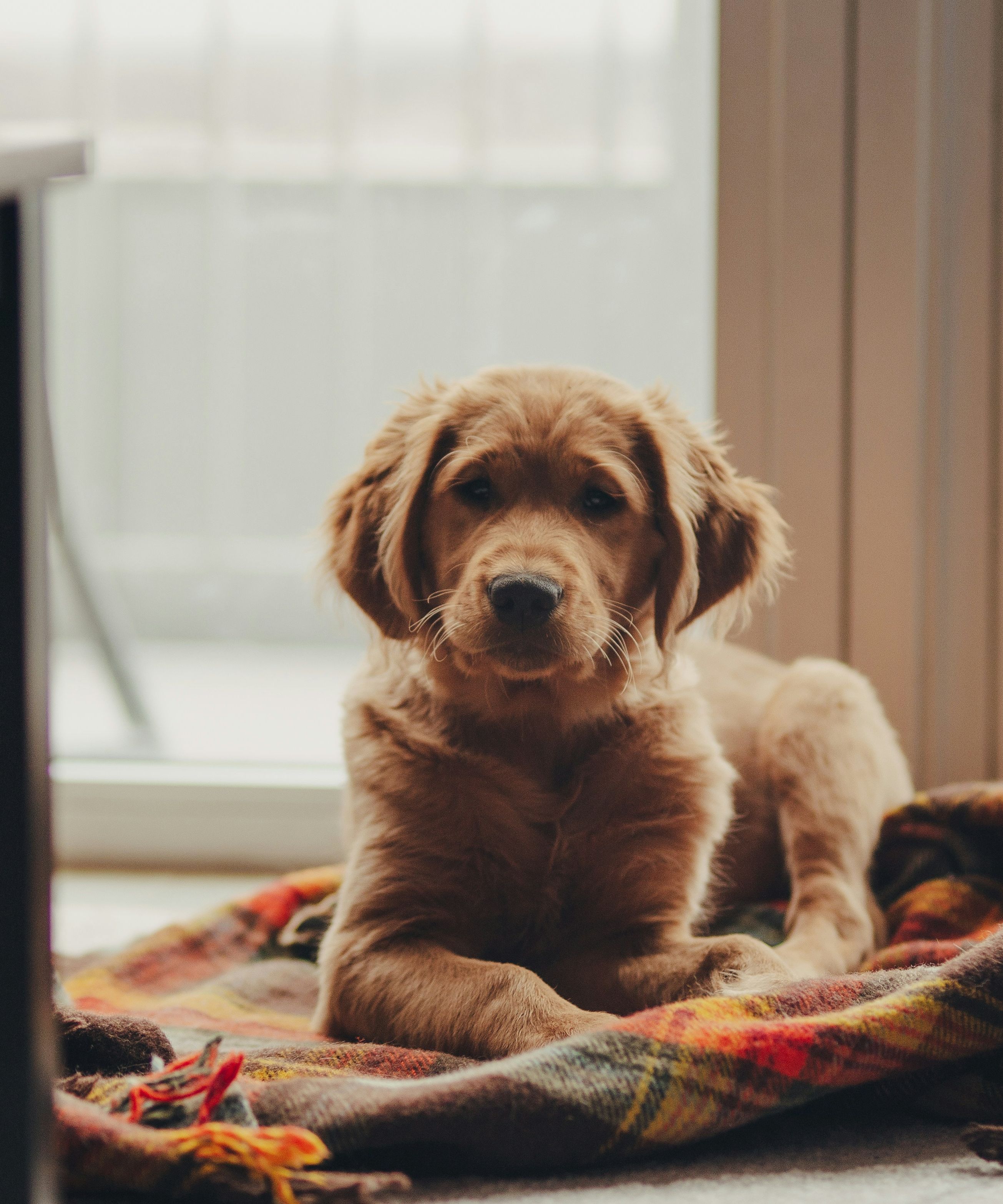 Golden retriever puppy lying on a colorful blanket indoors