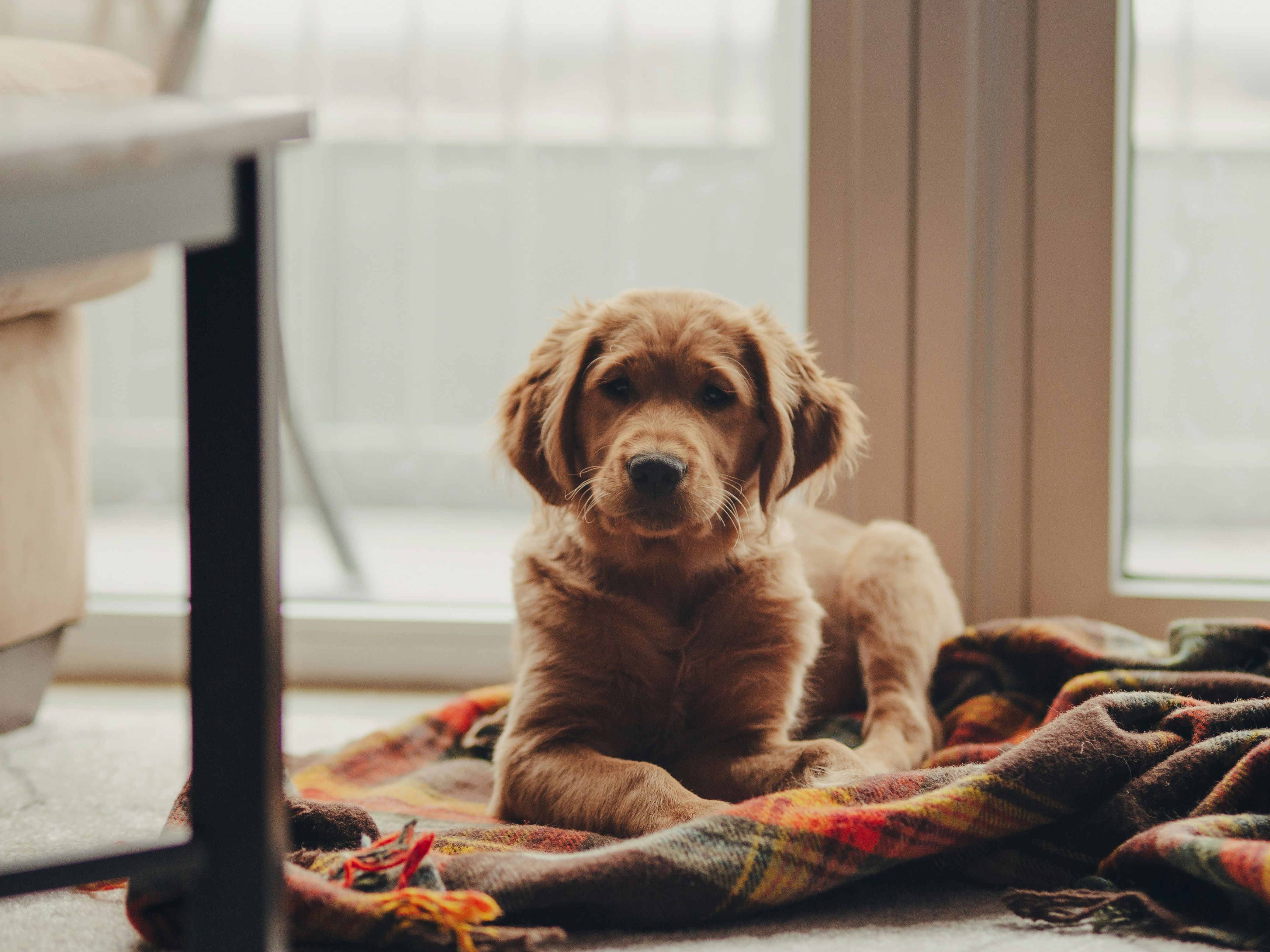 Golden retriever puppy lying on a colorful blanket indoors