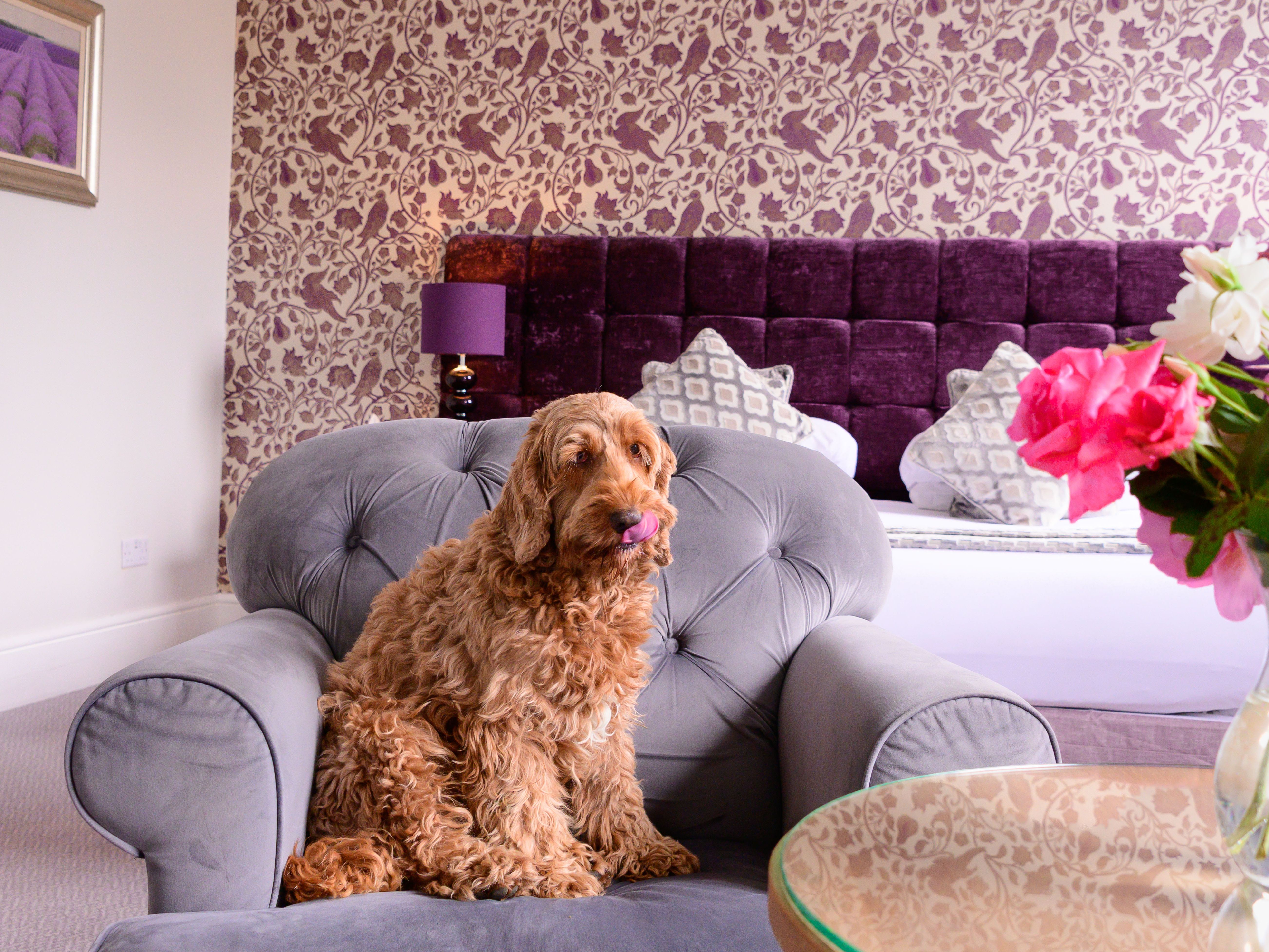 A brown curly-haired dog sitting on a gray armchair in a well-decorated bedroom