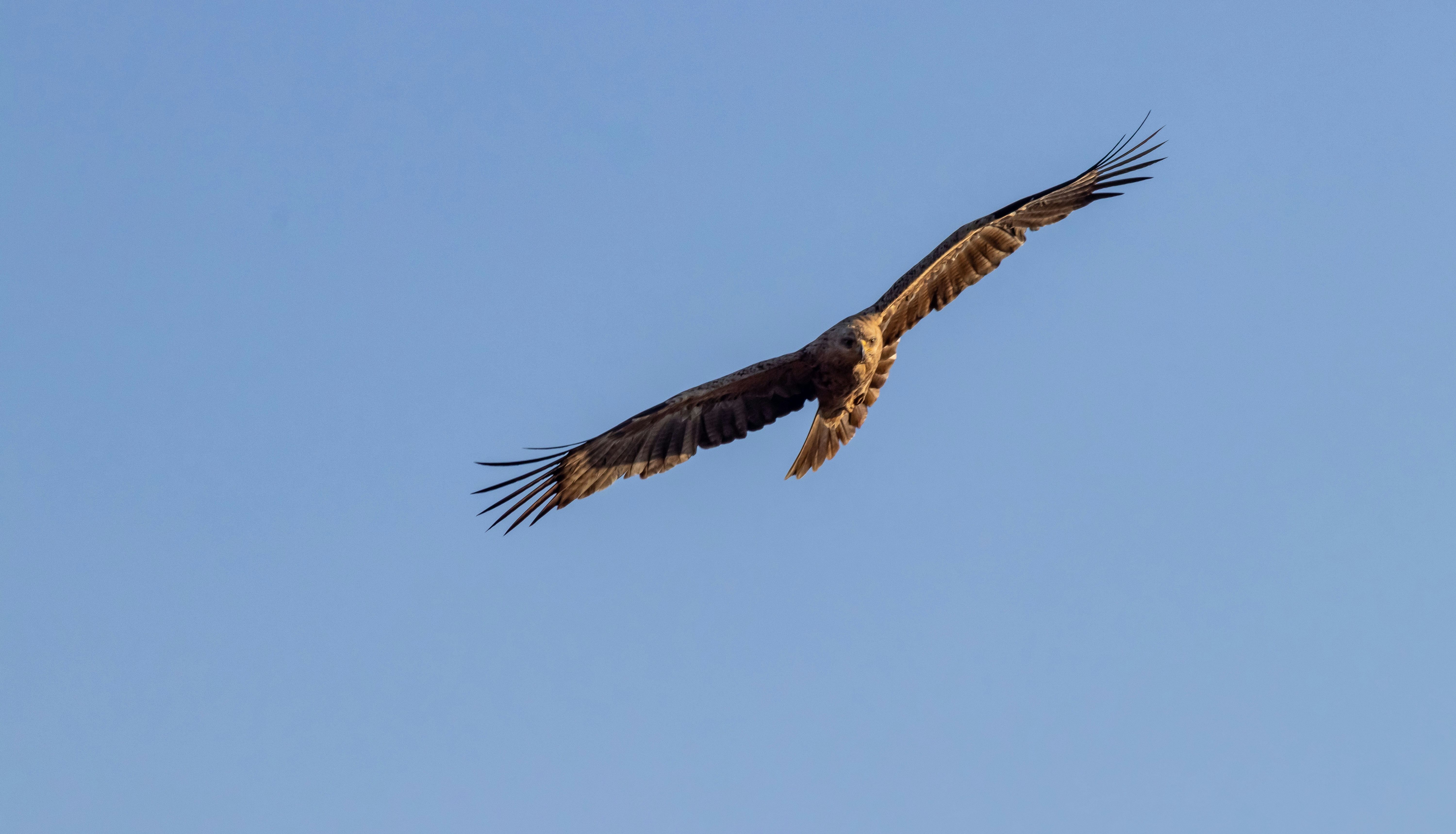 dan-maisey-jfC93rZcrDE-unsplash