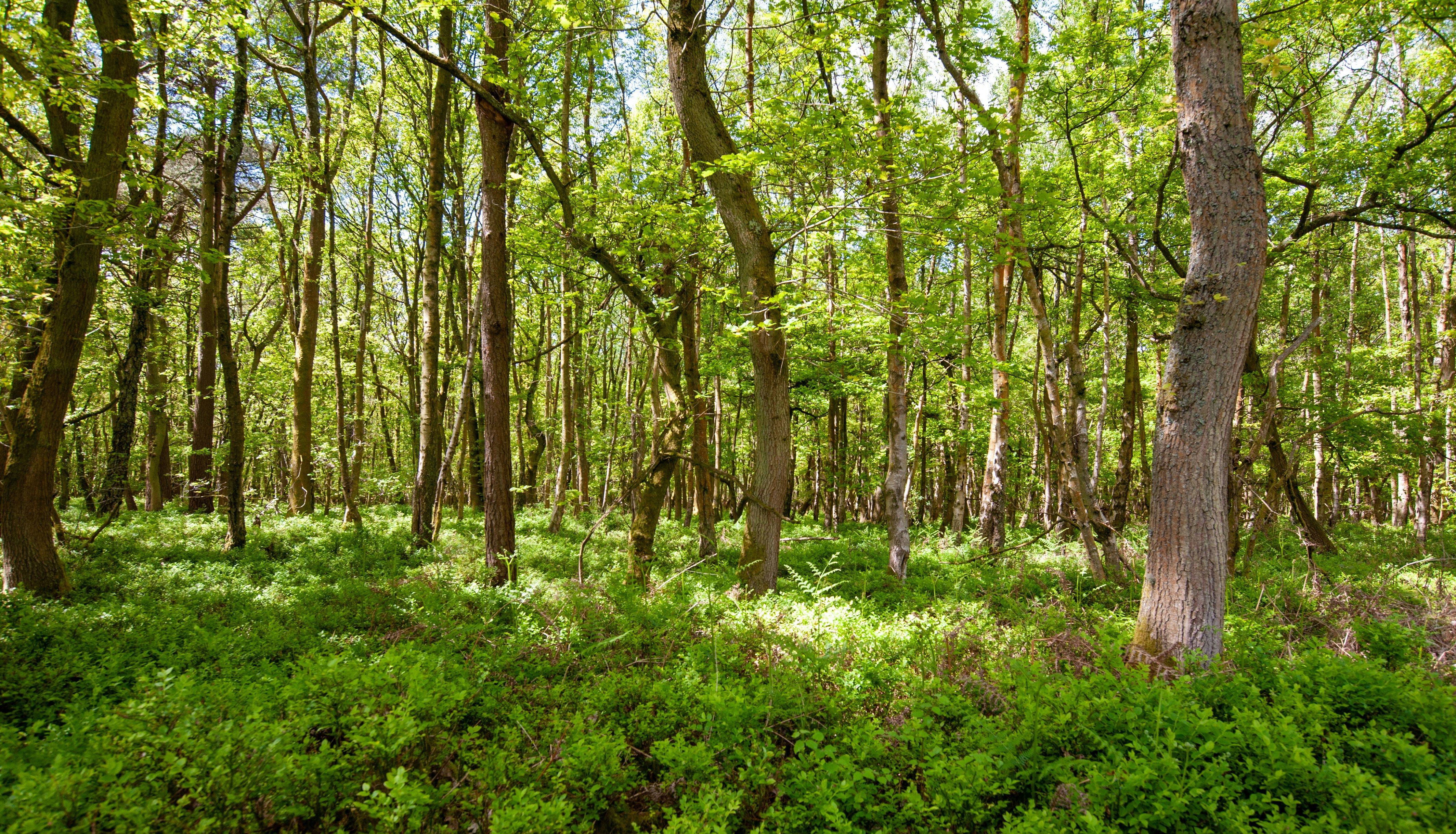 crispin-jones-AVlftmMWEm4-unsplash