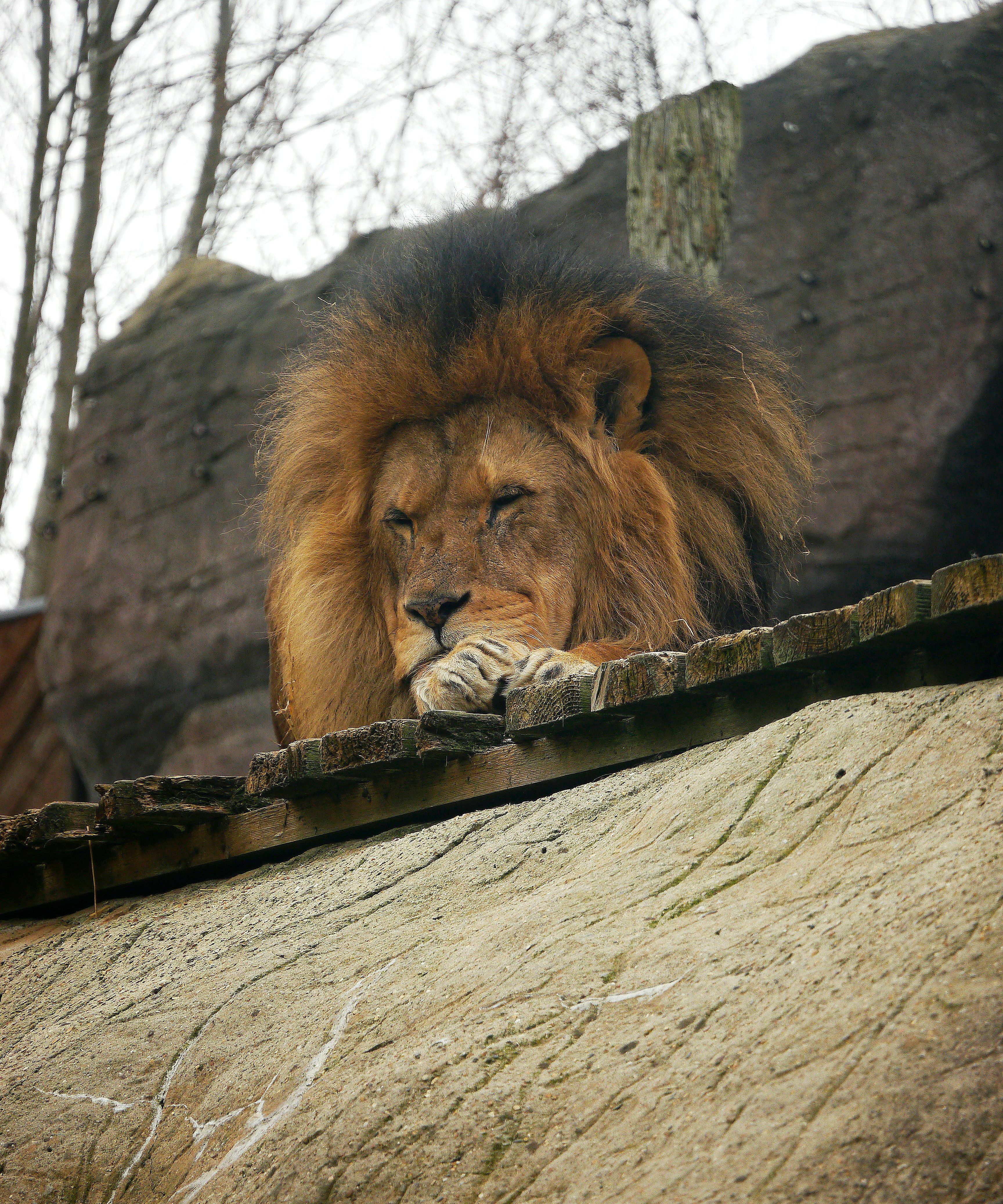 Lion resting on a ledge outdoors