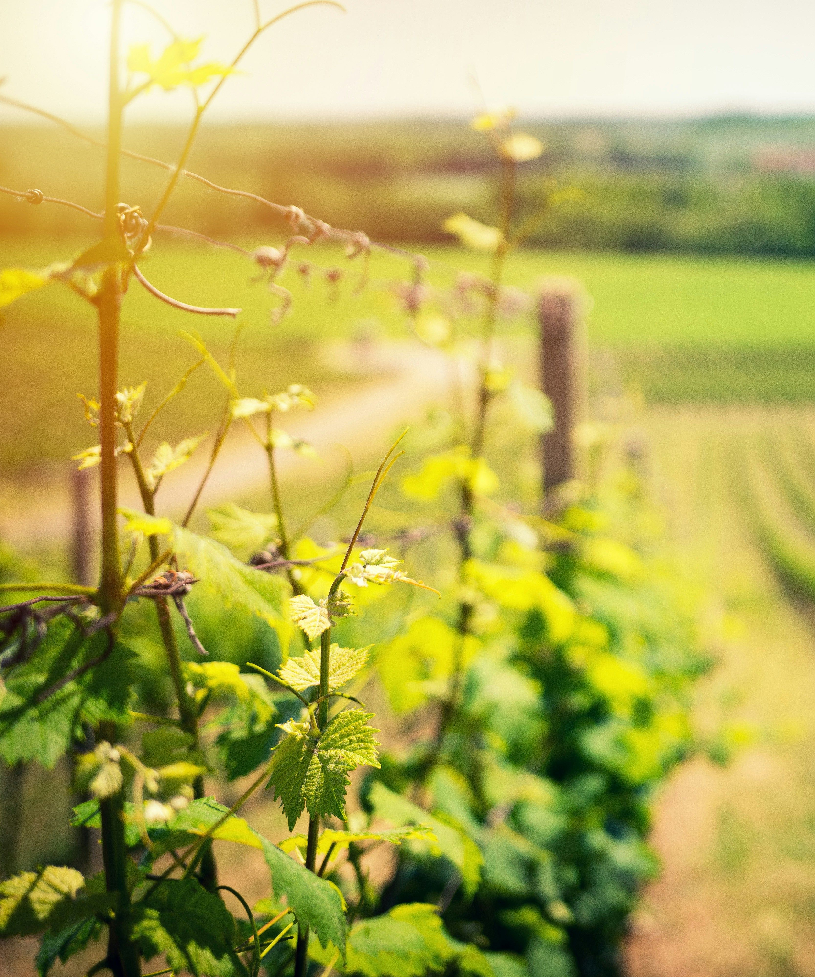 Sunlit vineyard with rows of grapevines and young green leaves