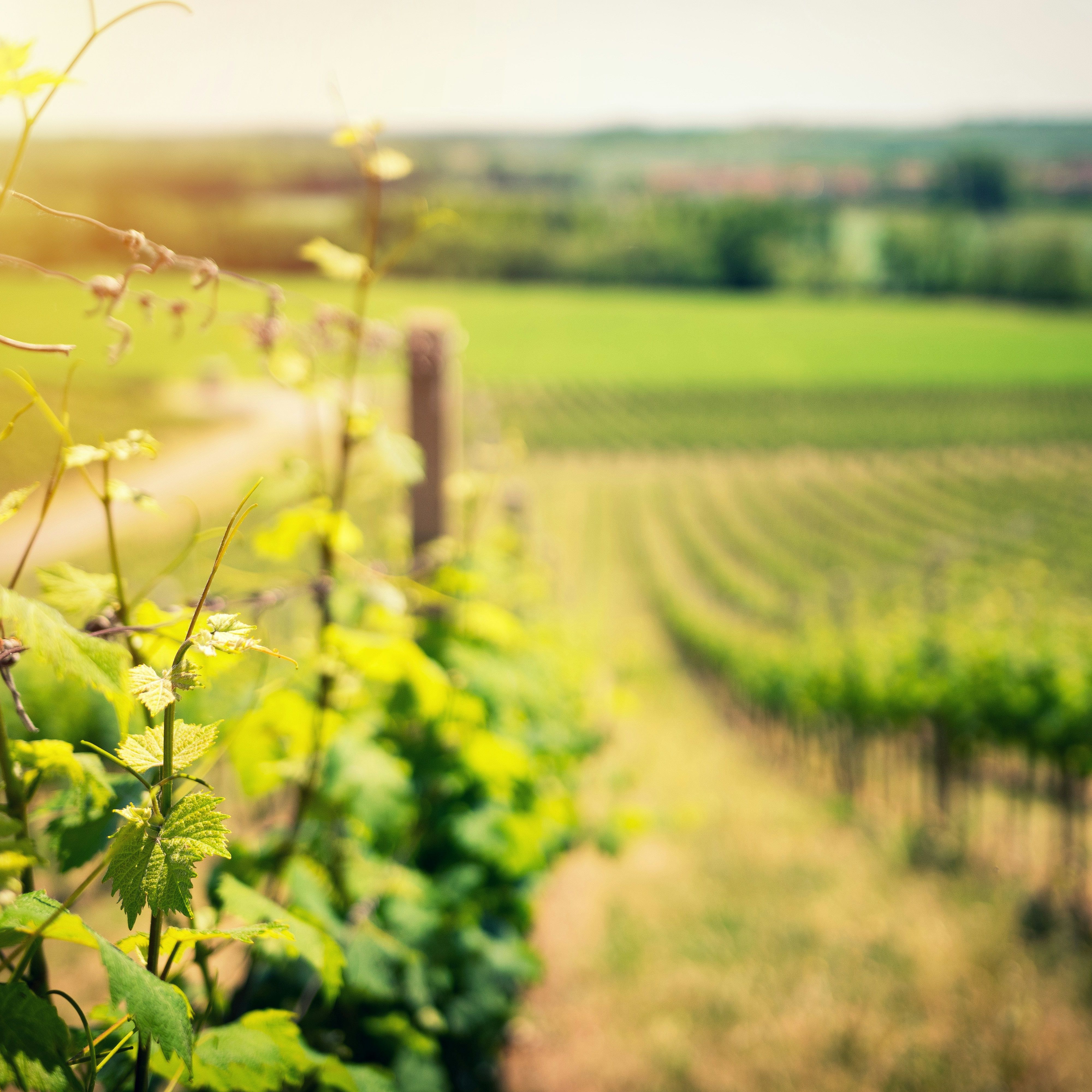 Sunlit vineyard with rows of grapevines and young green leaves