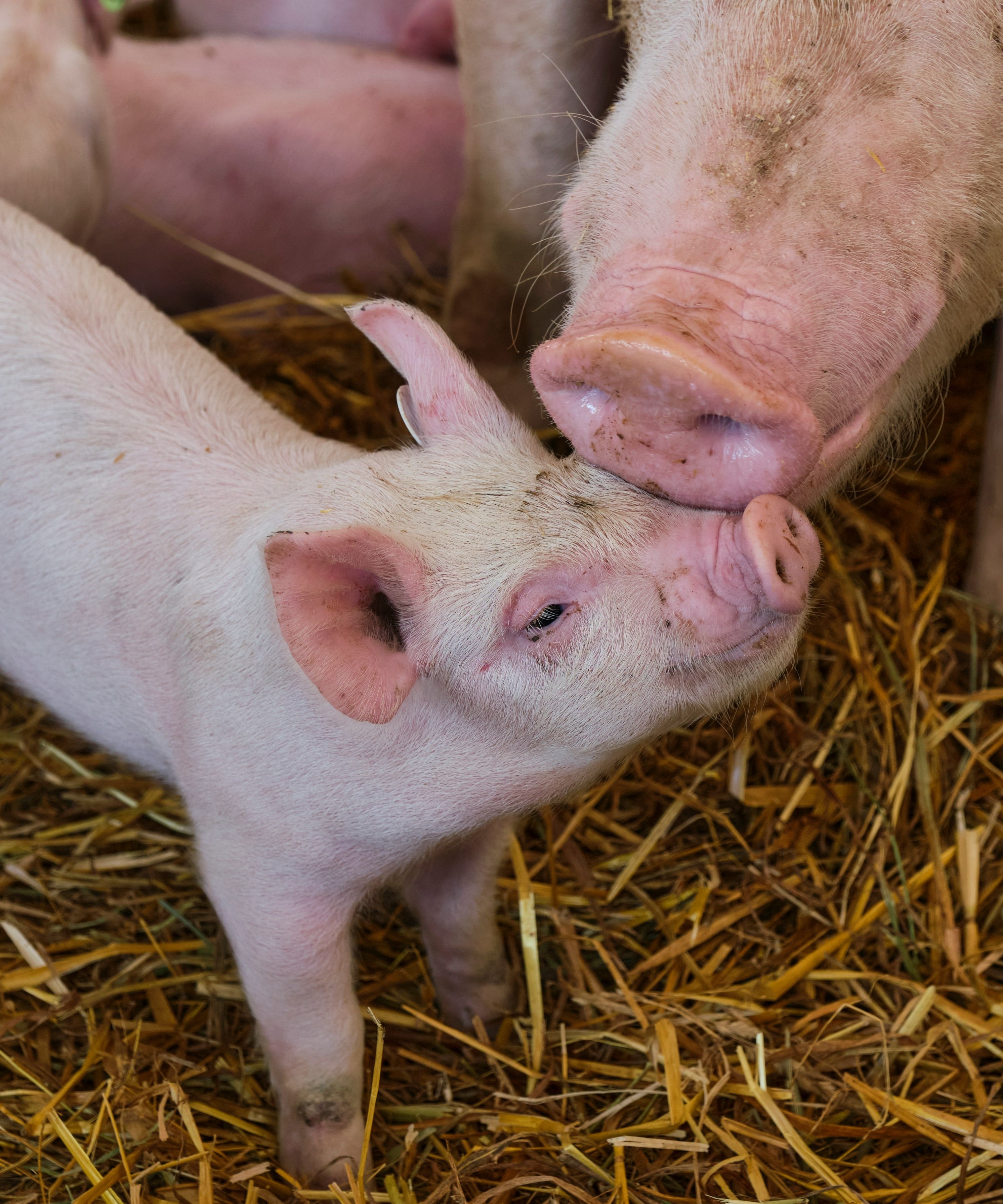 Piglet nuzzling with an adult pig in a straw-filled pen