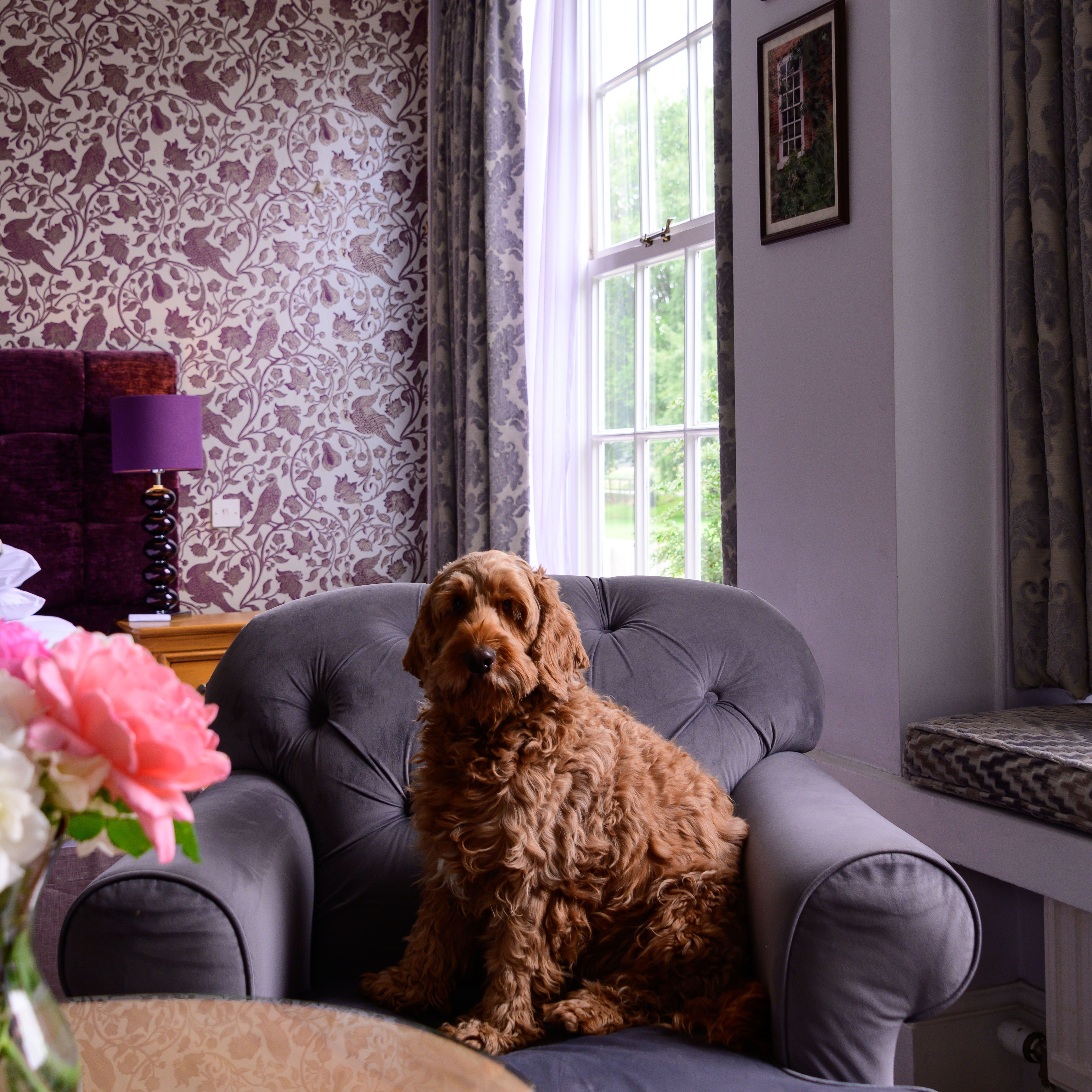 A fluffy brown dog sitting on a grey armchair in a well-decorated living room with floral wallpaper and a vase of flowers.