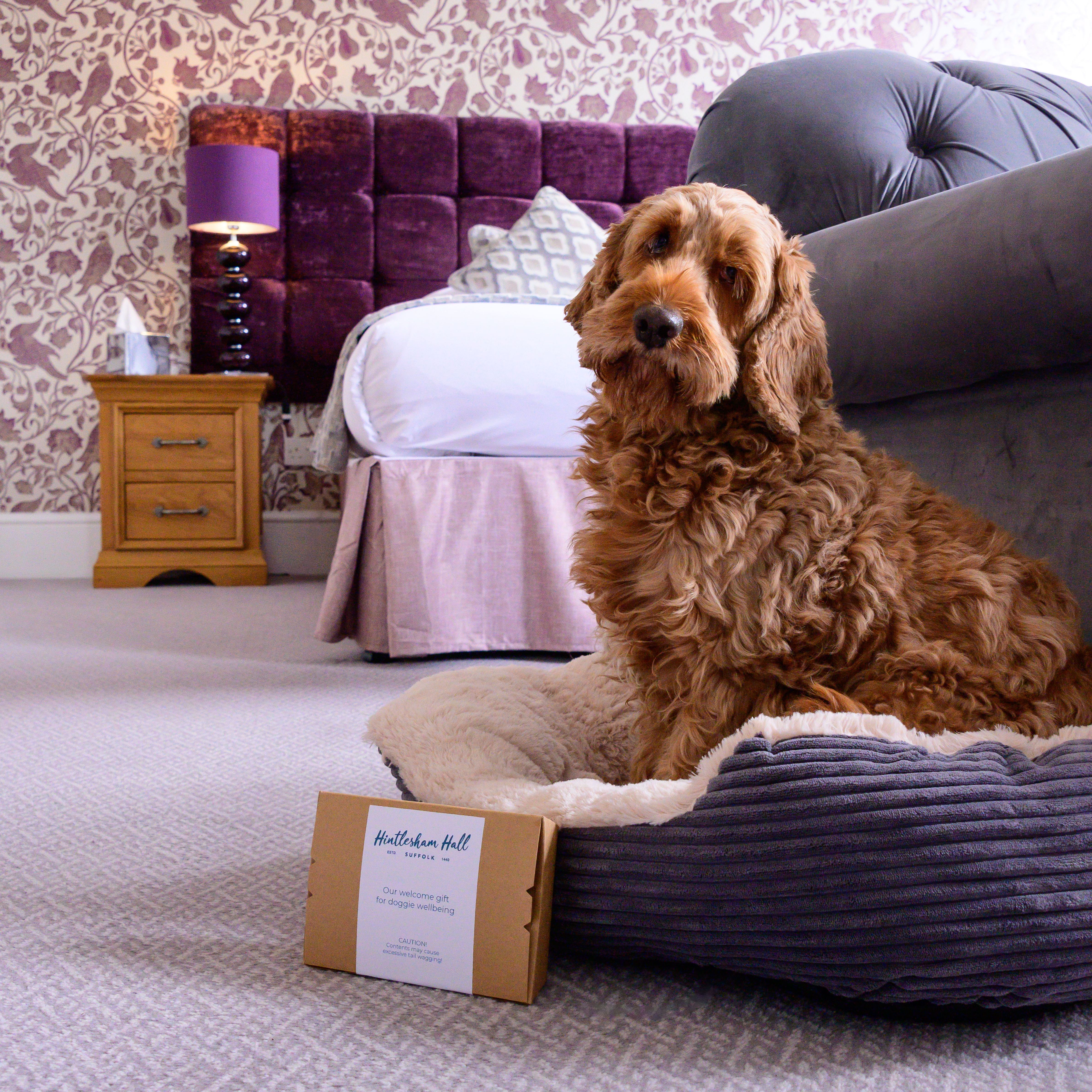 Curly-haired dog sitting in a plush bed in a cozy, decorated bedroom.