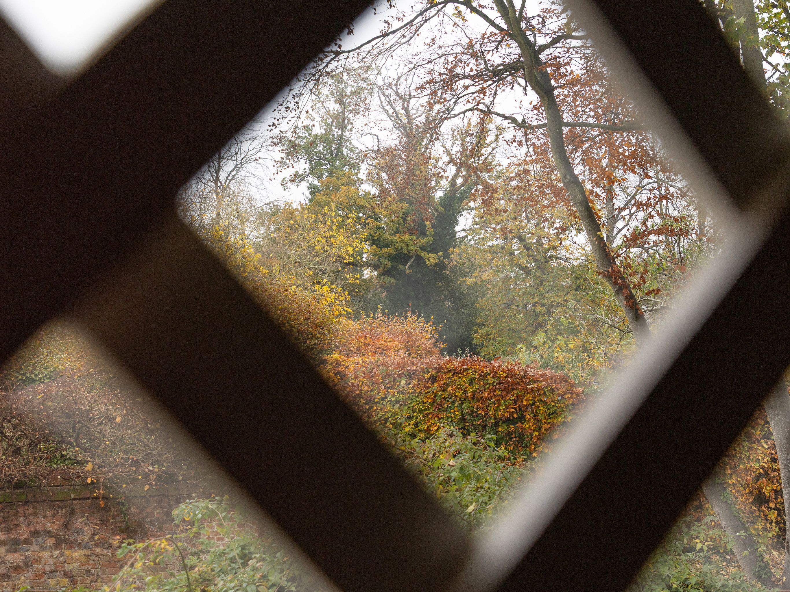 View of trees and autumn foliage seen through a diamond-shaped grid or lattice.