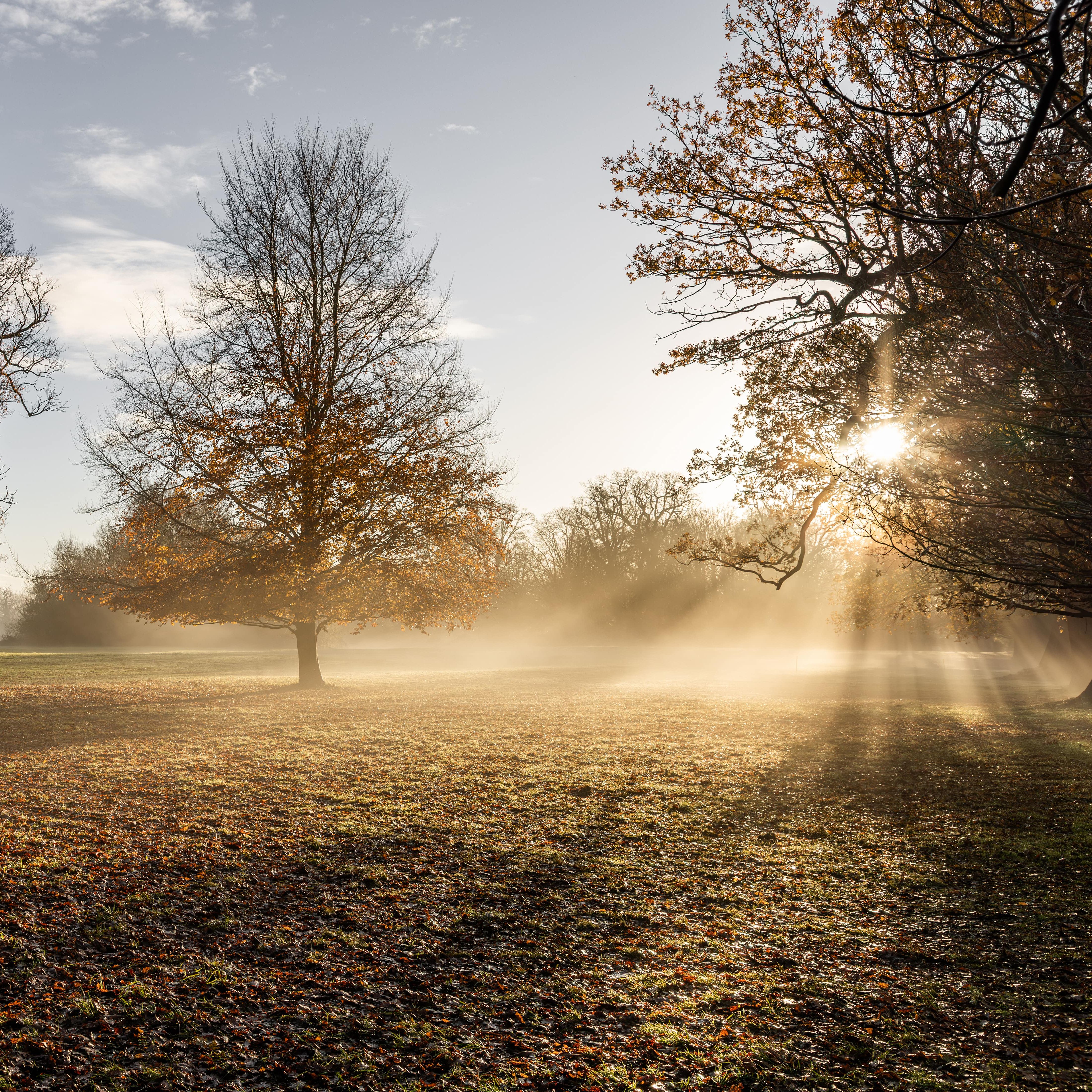 Sunlight streaming through trees in a misty autumn park