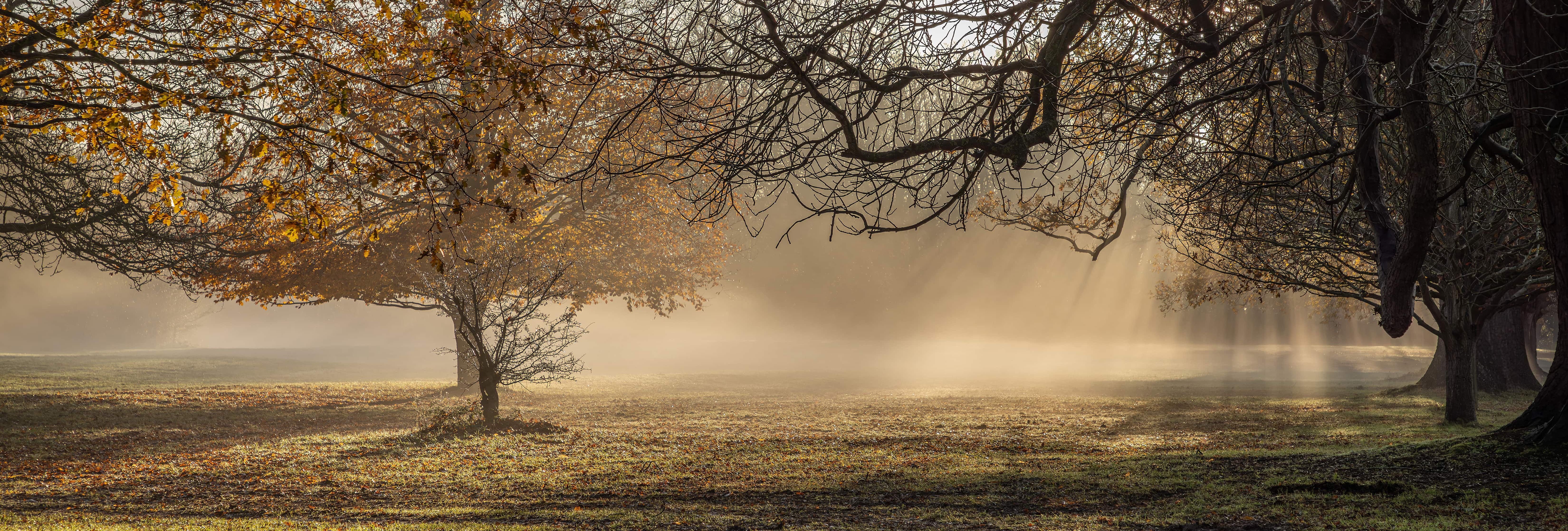 Sunlight streaming through trees in a misty autumn park