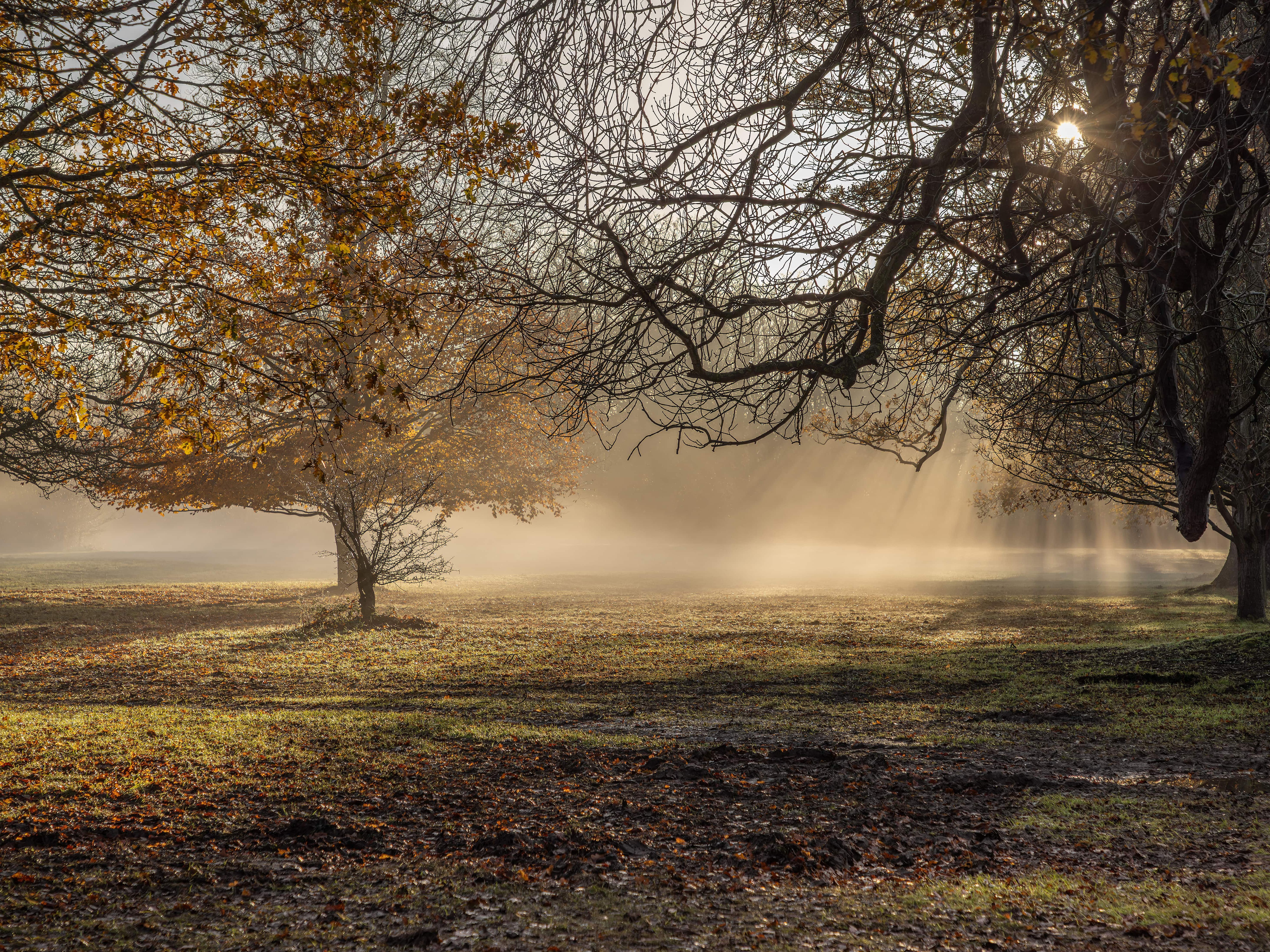 Sunlight streaming through trees in a misty autumn park