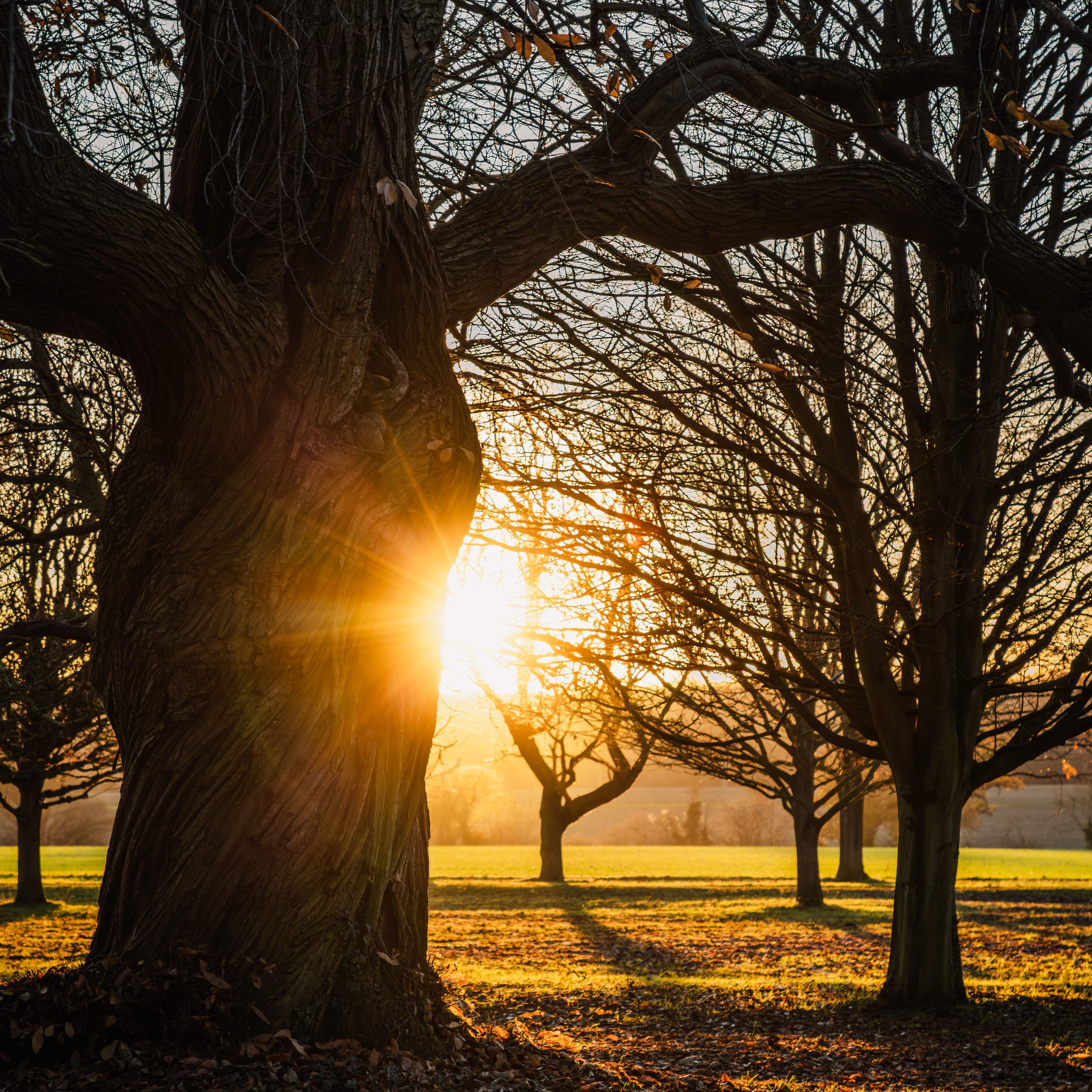 Sun shining through bare trees in a park during autumn or winter