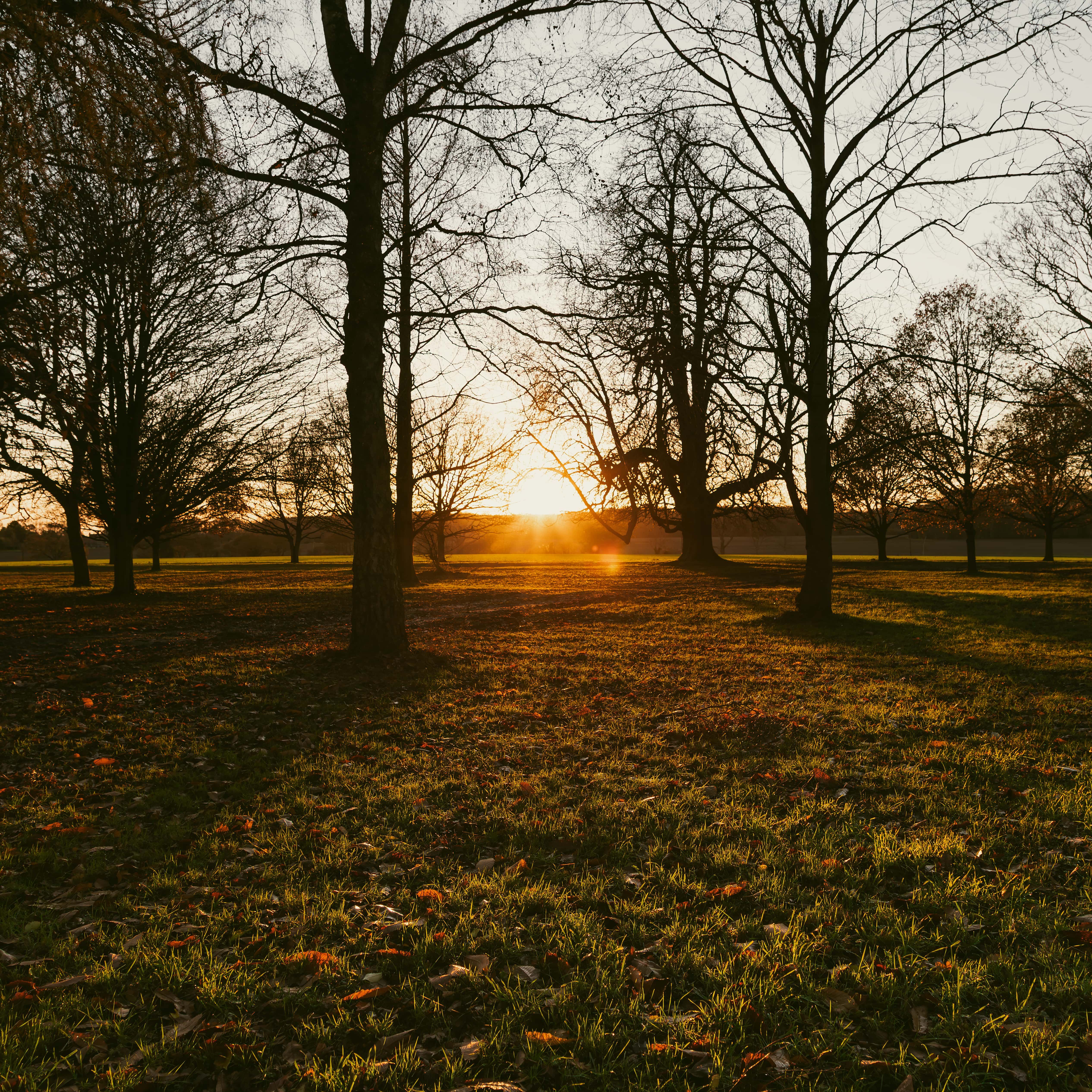 Sunset through trees in a park with long shadows on the grass