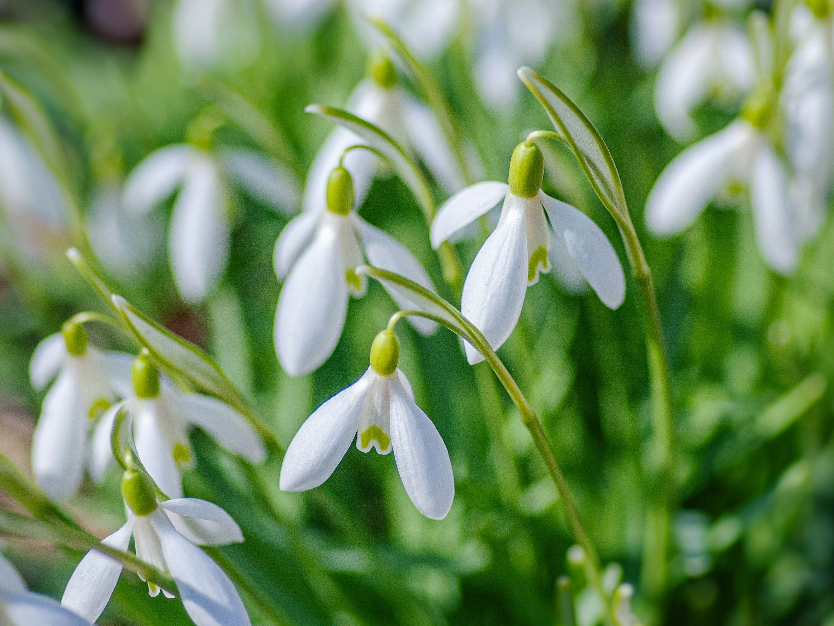 Close-up of white snowdrop flowers blooming in a green field.