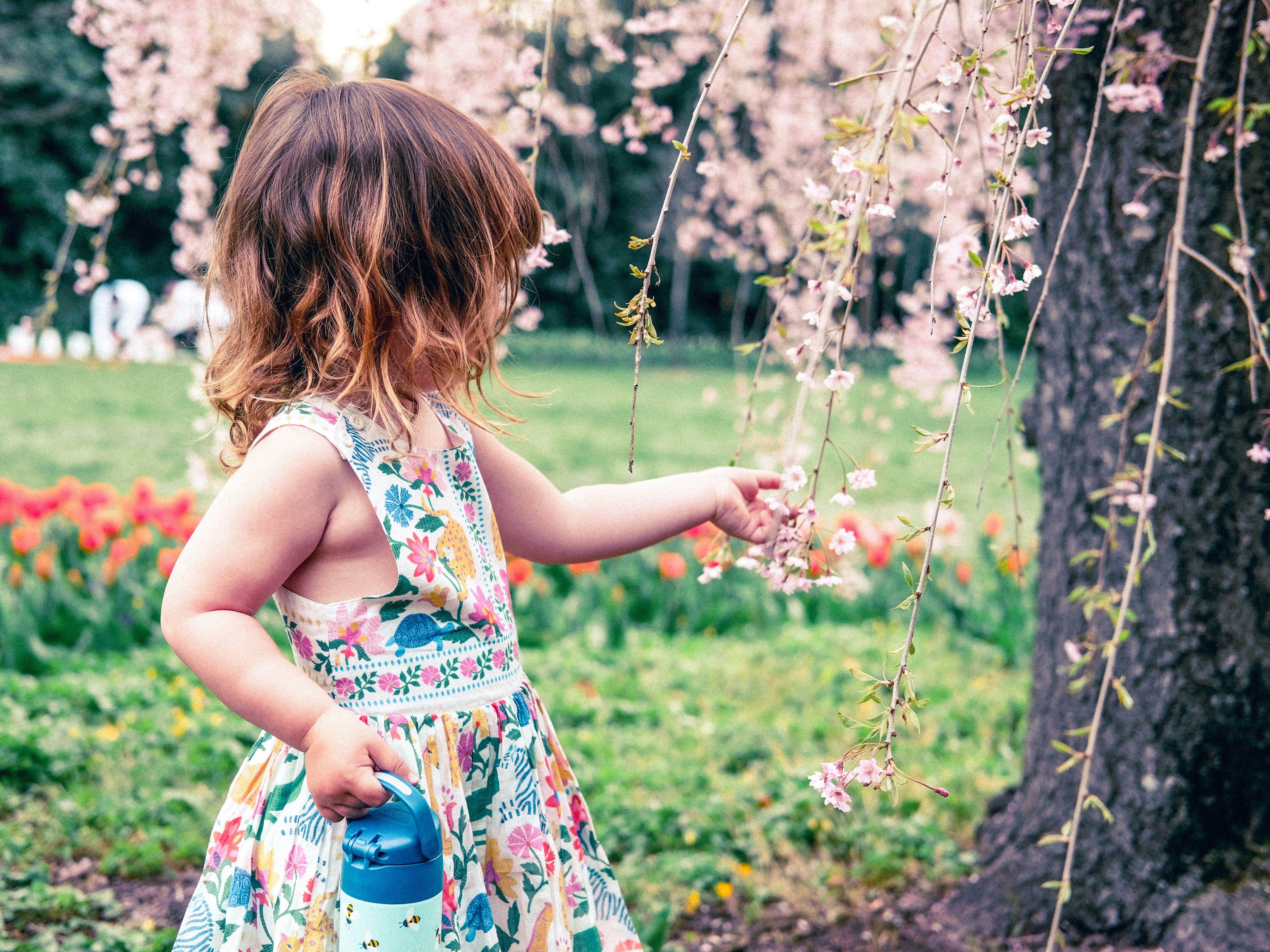 Young child in a floral dress holding a blue water bottle, touching cherry blossom branches in a park.