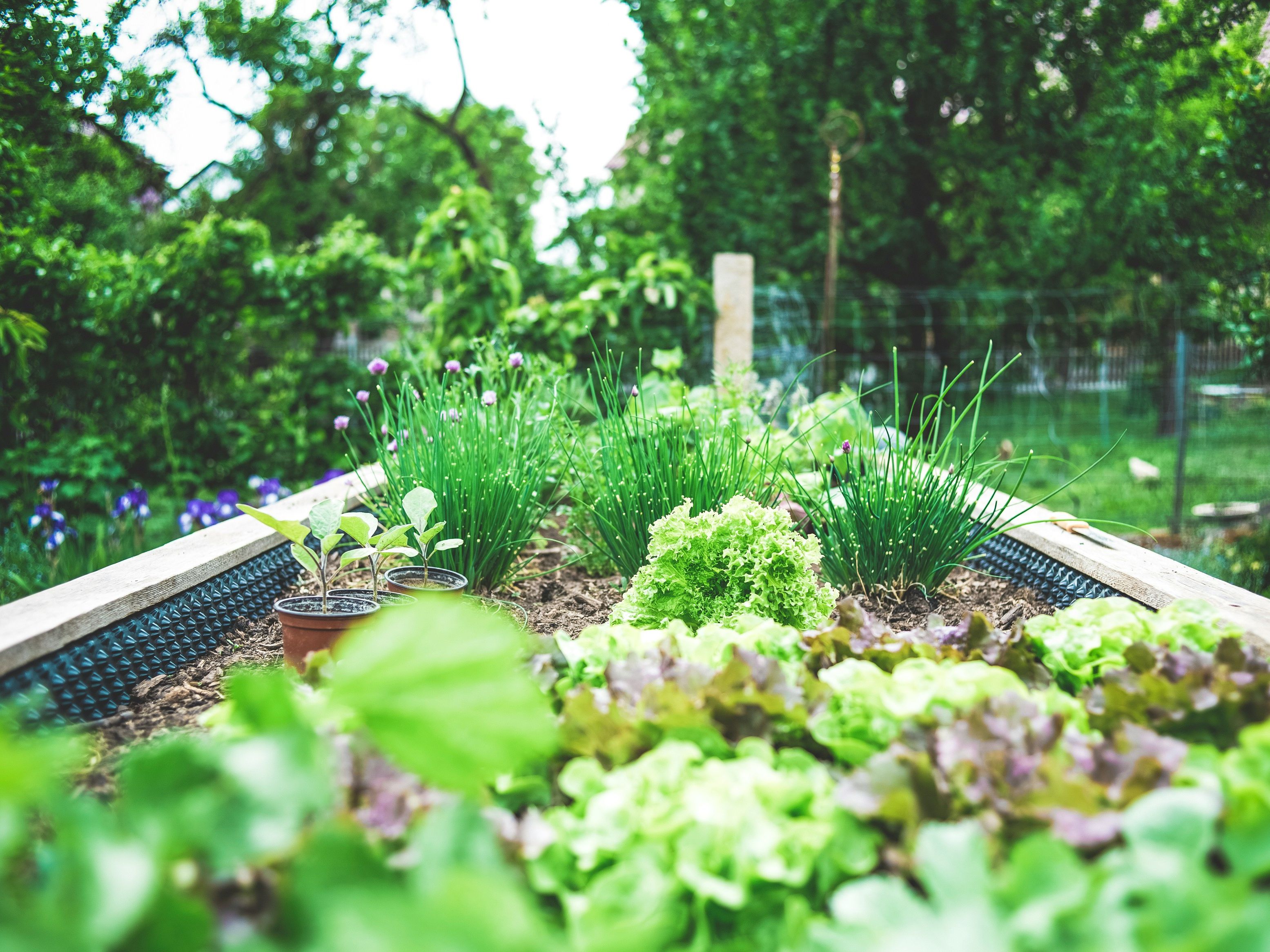Raised bed garden with various leafy greens and herbs growing outdoors.