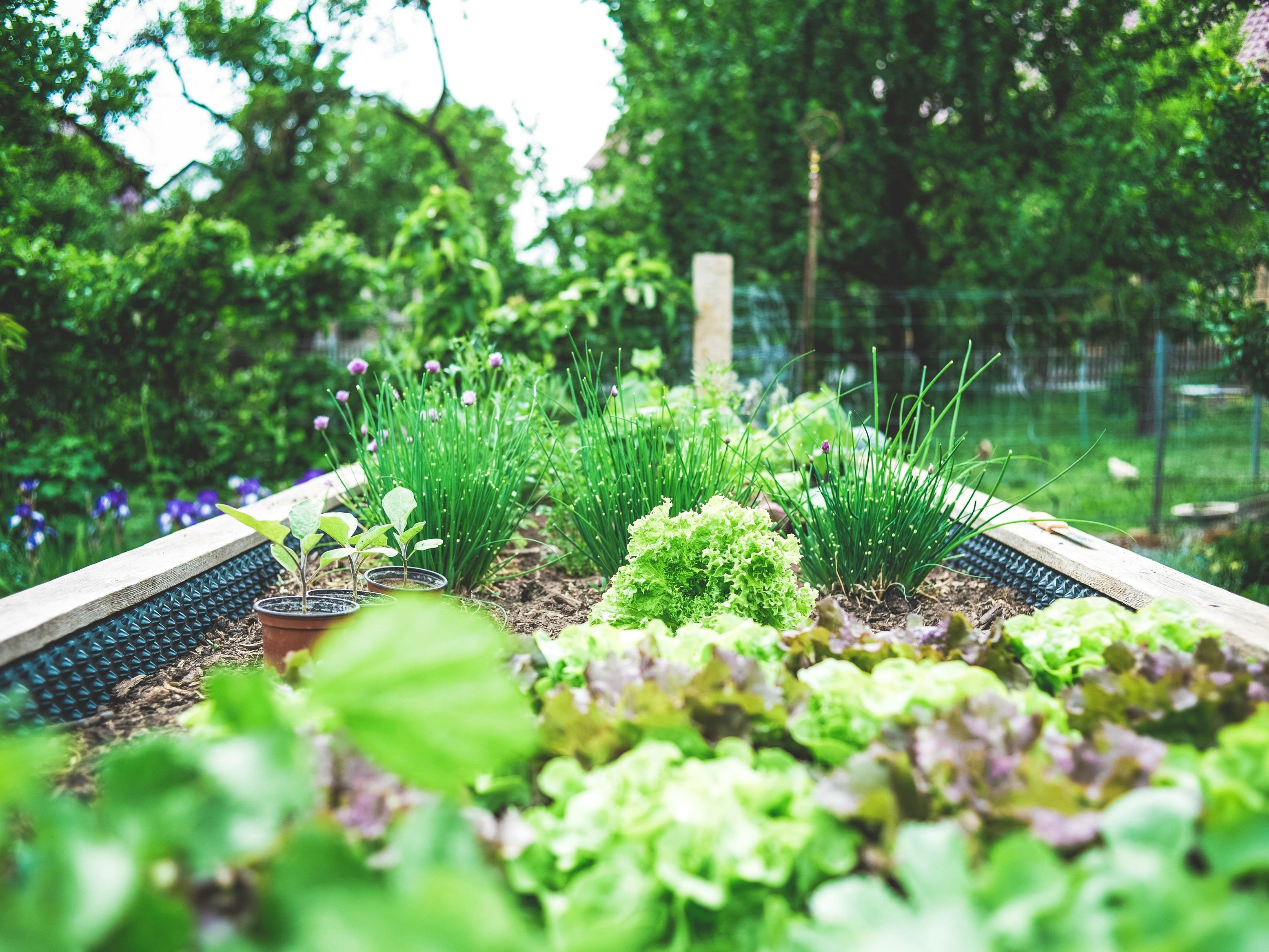 Raised bed garden with various leafy greens and herbs growing outdoors.