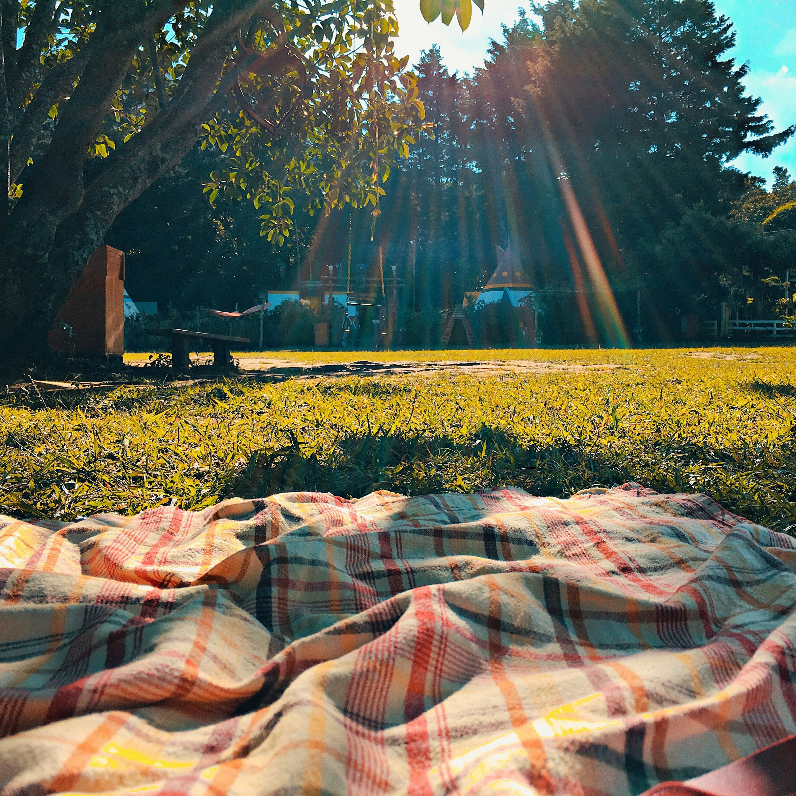Picnic blanket on grassy field under a tree with sunlight streaming through branches