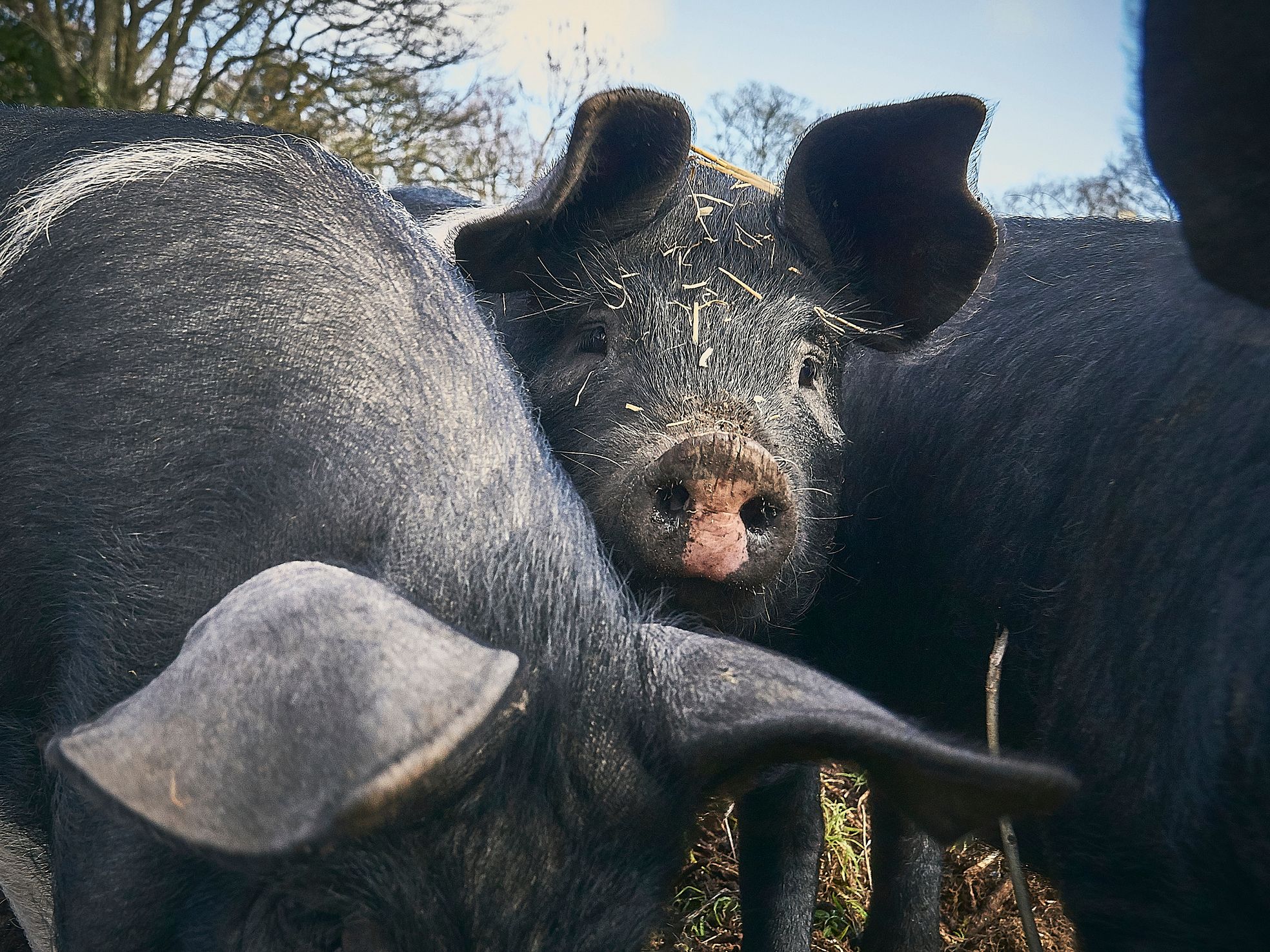 Close-up of black pigs outdoors with one pig looking at the camera