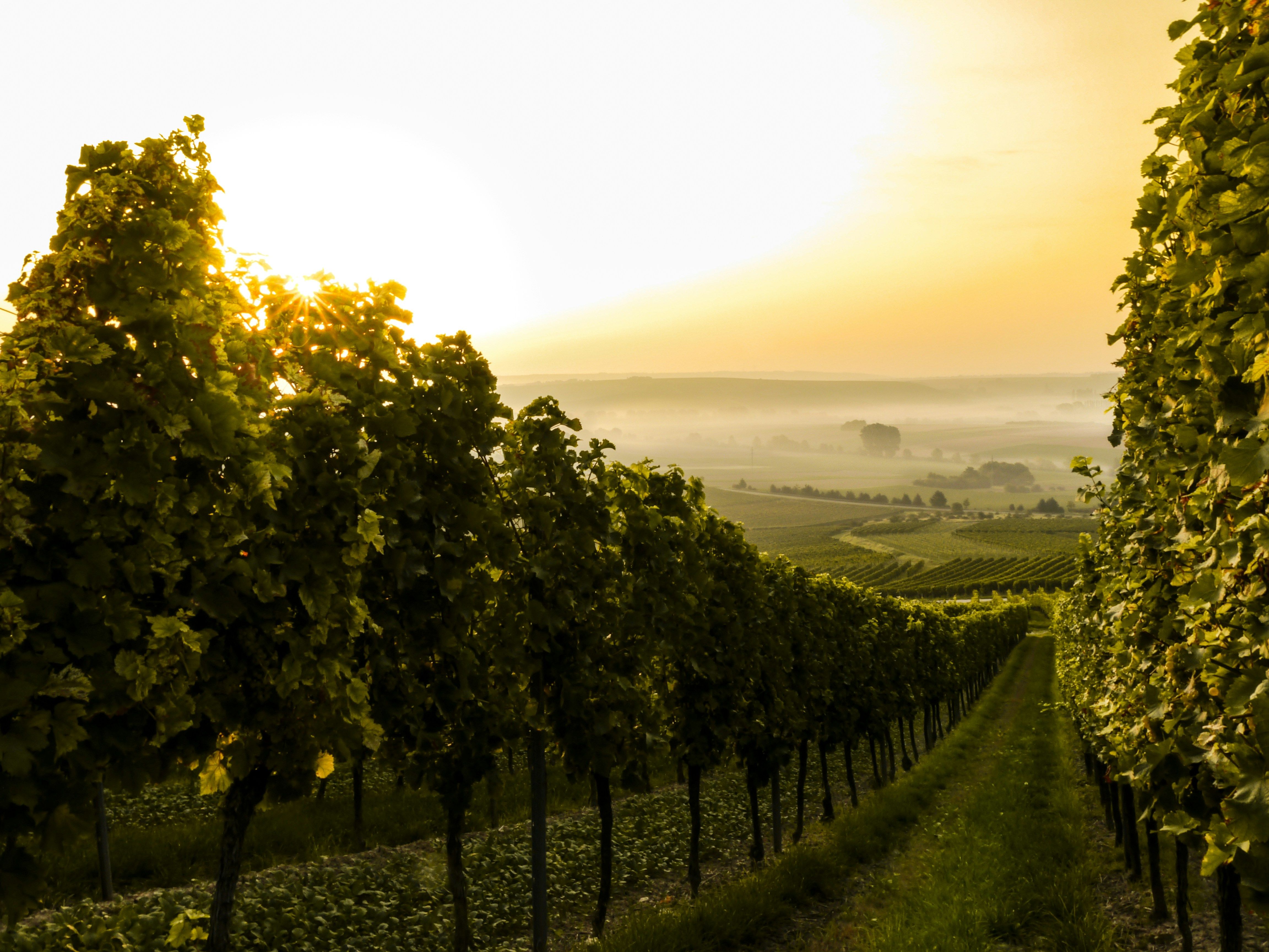 Vineyard at sunrise with rows of grapevines and sunlight streaming through the leaves