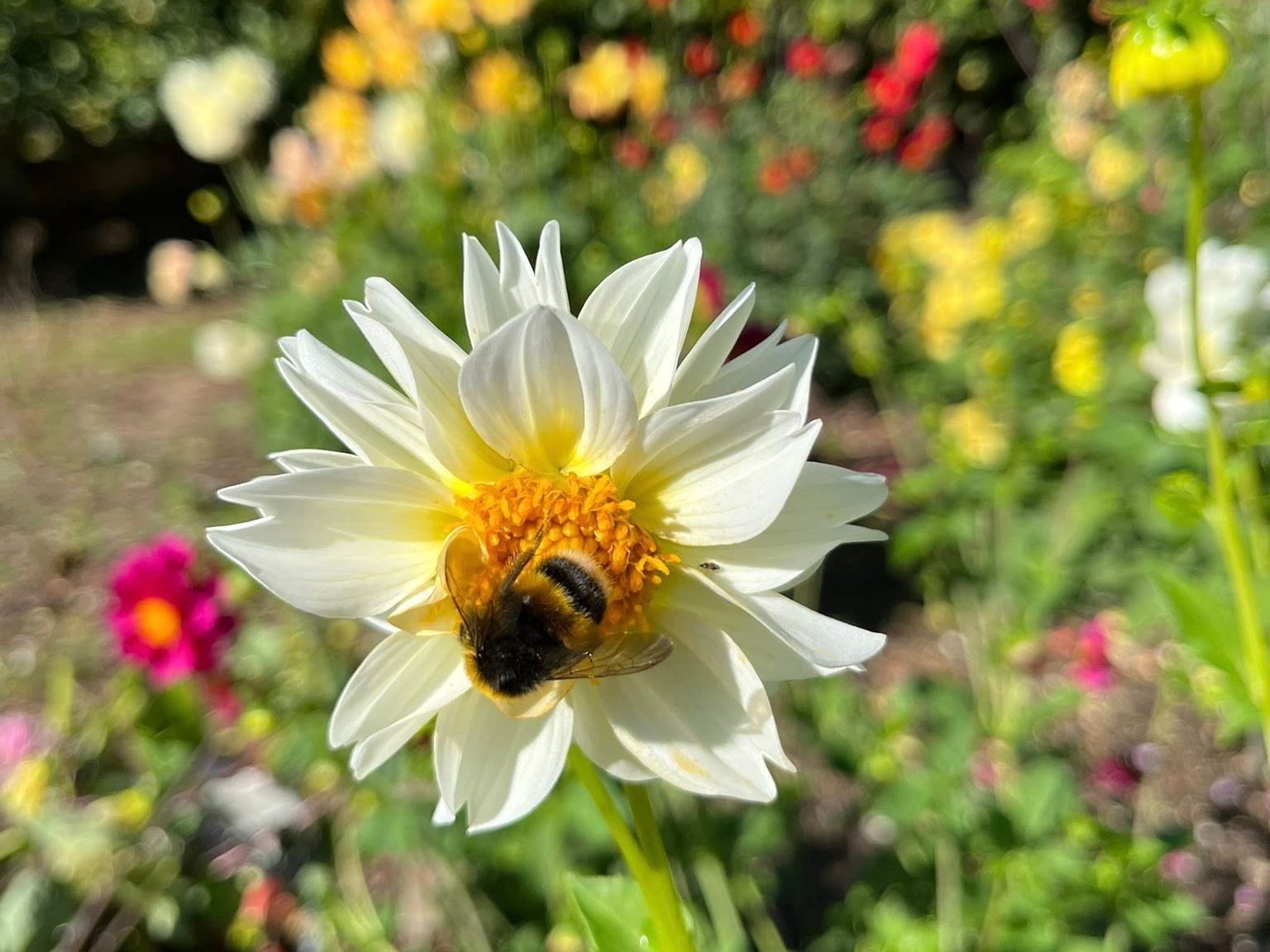 A bumblebee sitting on a white flower with a yellow center in a garden.