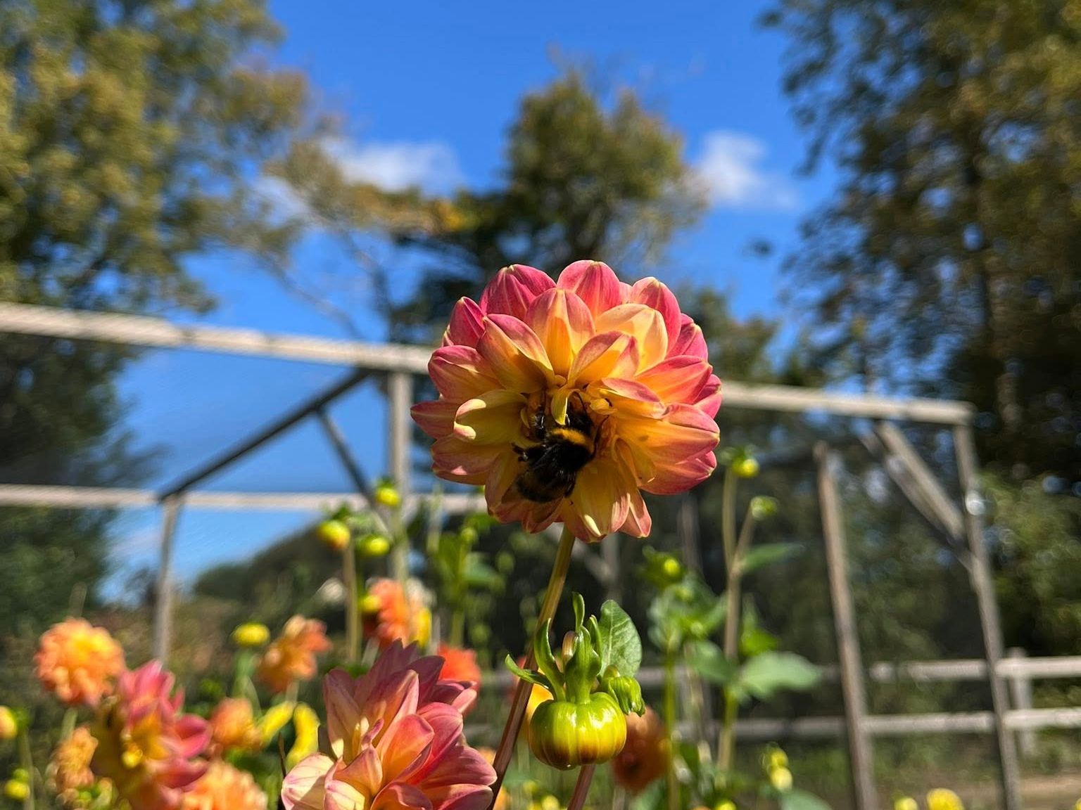 Bumblebee on a vibrant dahlia flower in a garden with a clear blue sky