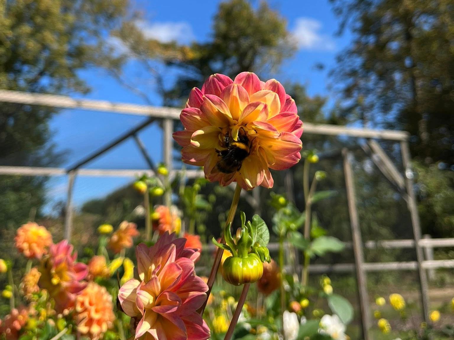 Bumblebee on a vibrant dahlia flower in a garden with a clear blue sky