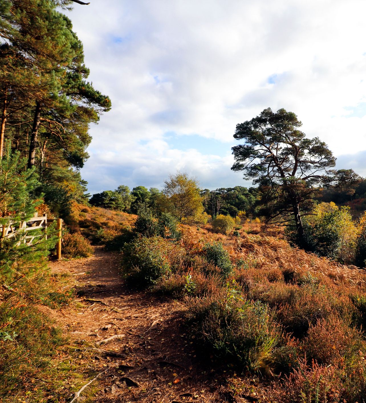A photo of Woodbury Common in Devon at Autumn time.