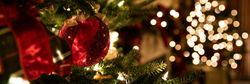 Close up of bubbles on Christmas tree