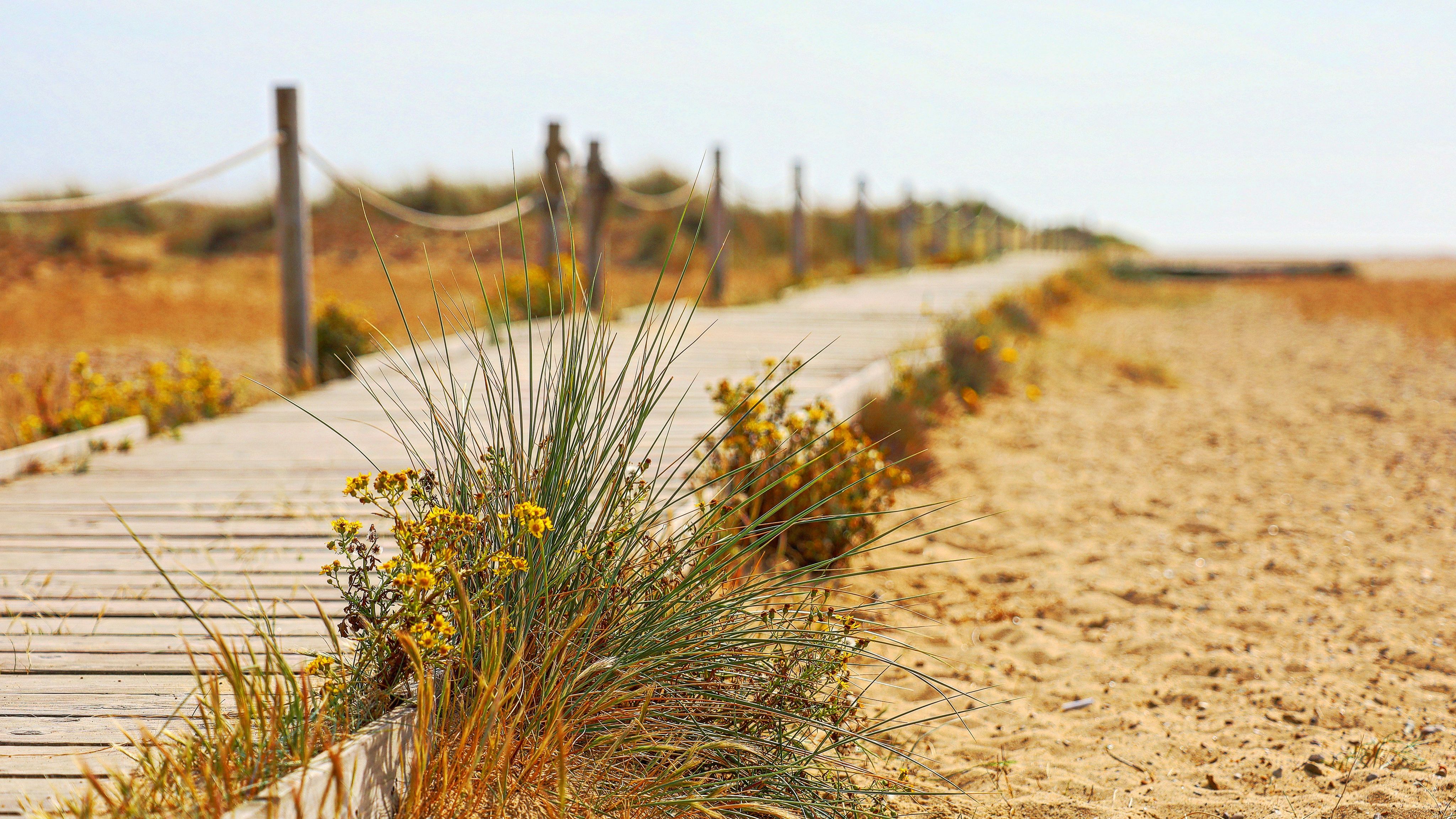 Wooden boardwalk through sandy dunes with beach grass and yellow wildflowers