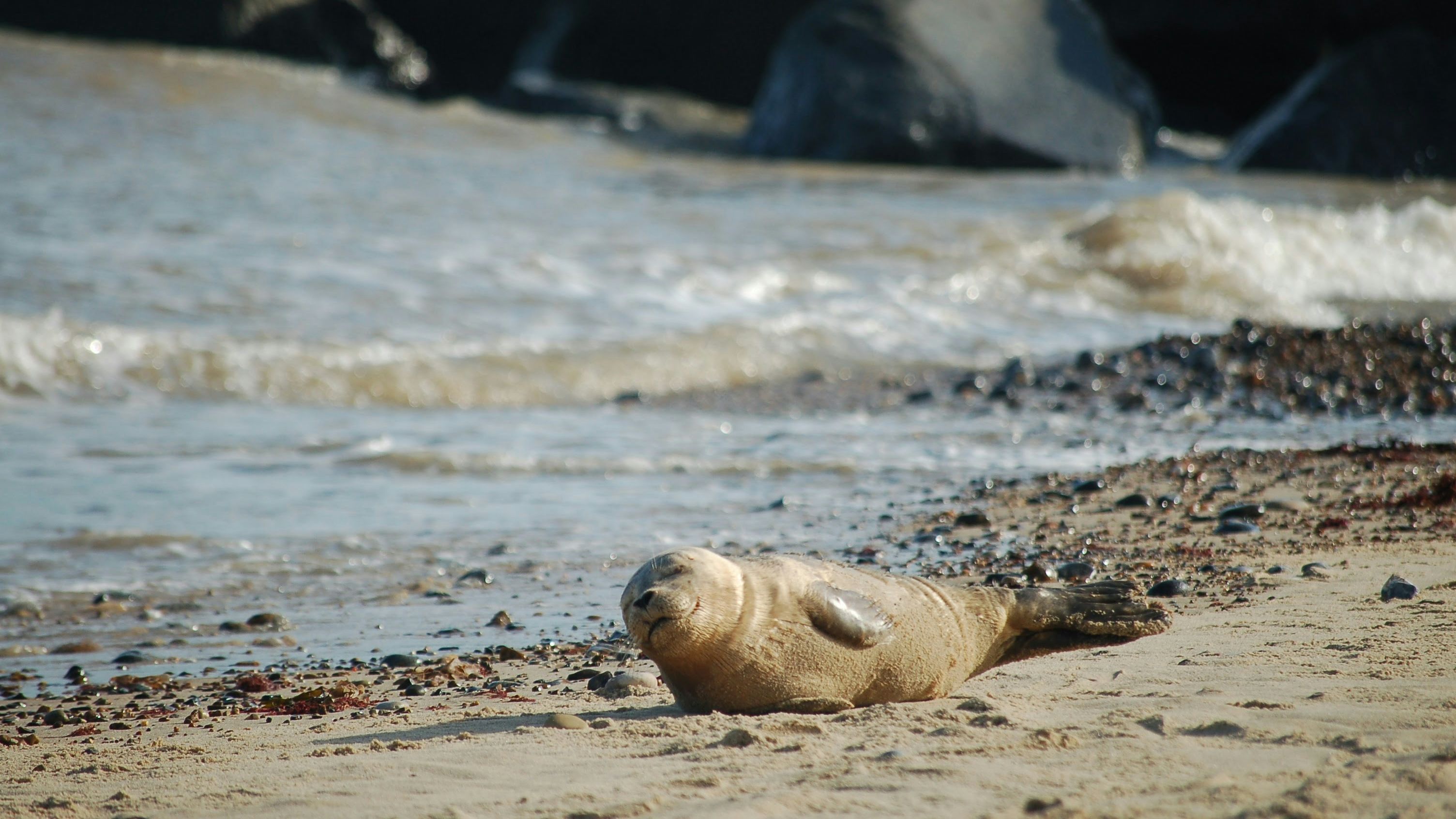 Seal resting on a sandy beach near the shoreline with waves and large rocks in the background