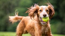 Brown dog with green tennis ball in its mouth