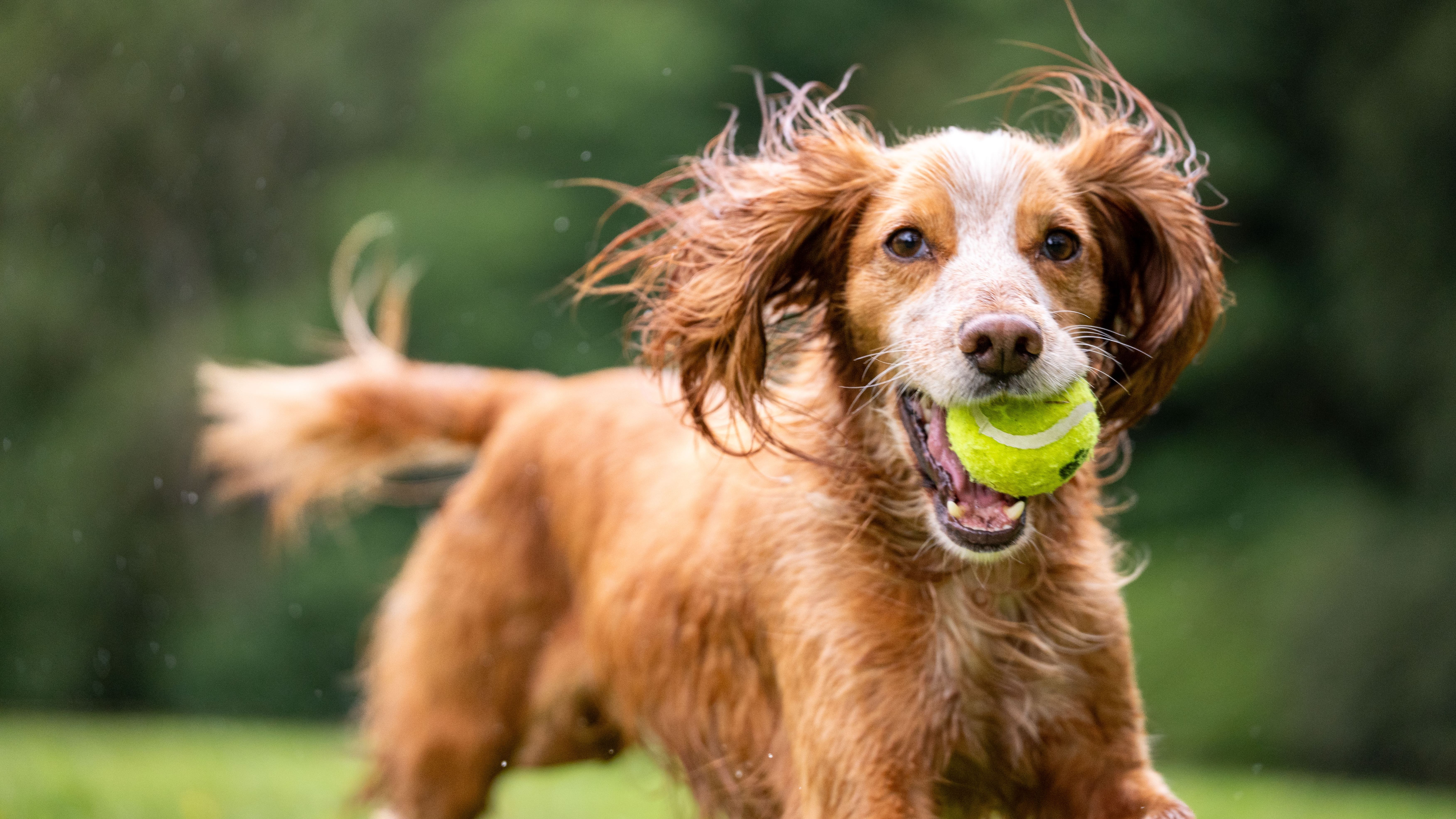 Brown dog with green tennis ball in its mouth