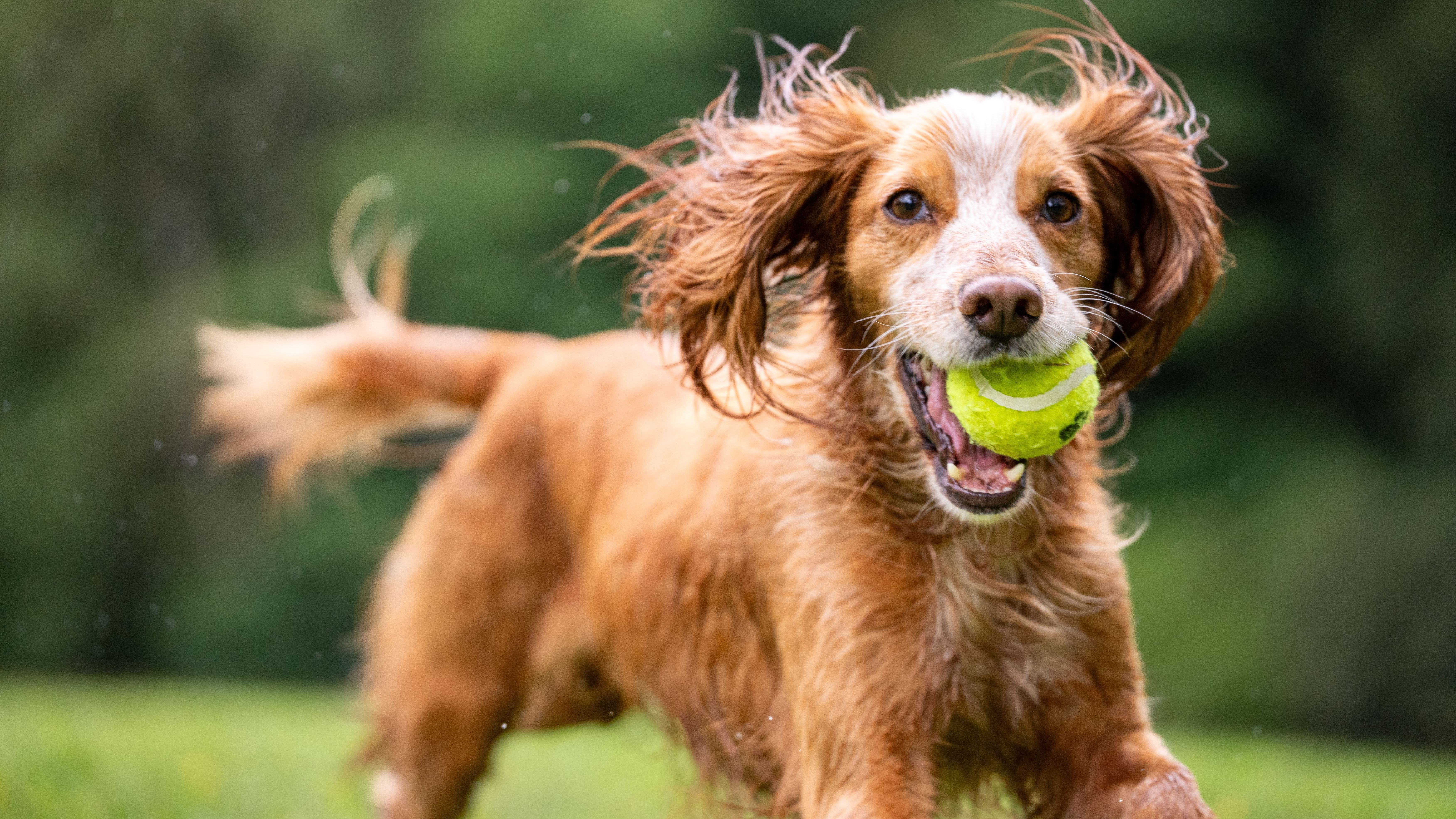 Brown dog with green tennis ball in its mouth