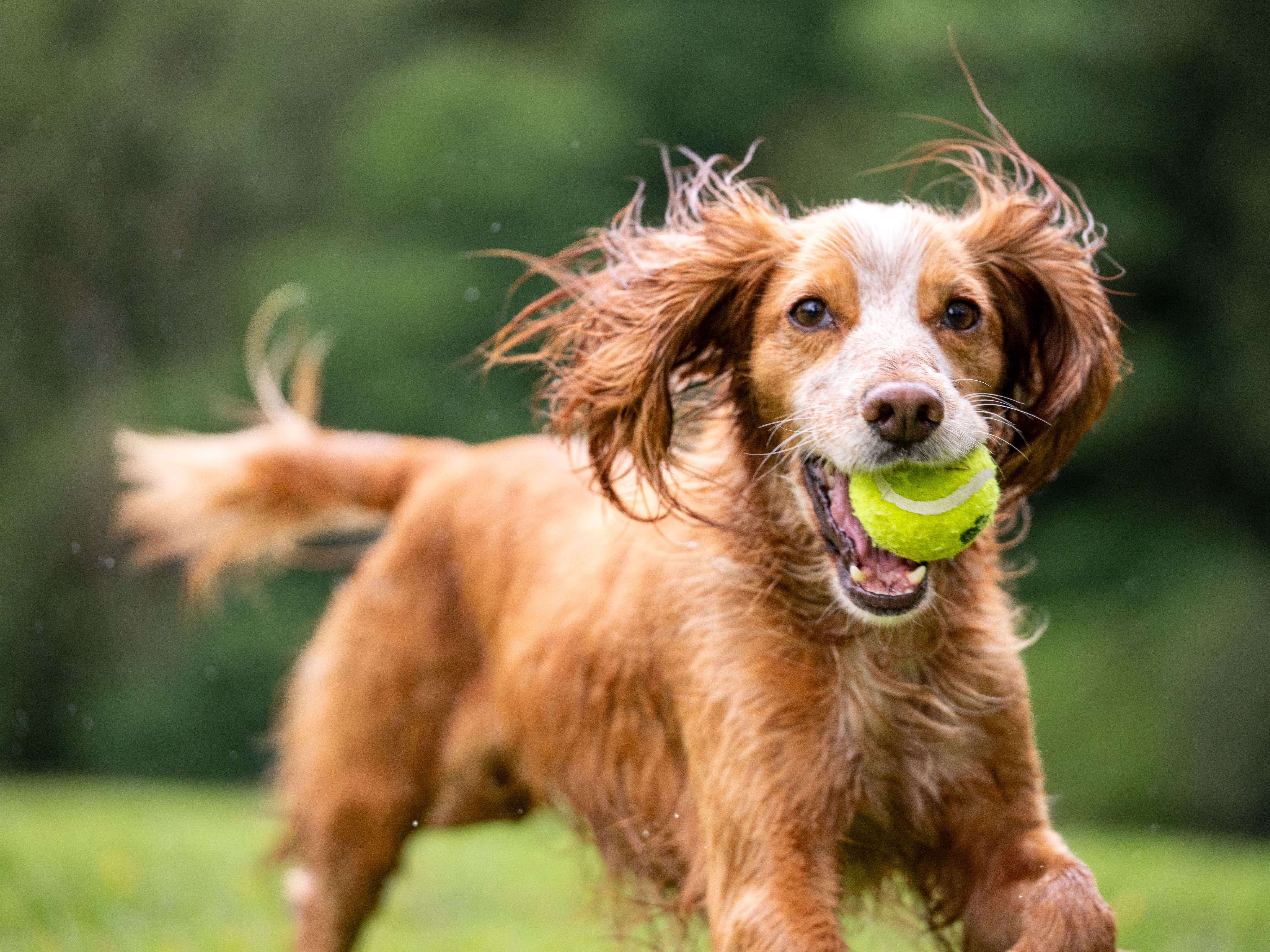Brown dog with green tennis ball in its mouth