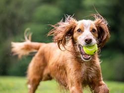 Brown dog with green tennis ball in its mouth