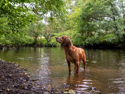 Dog in river