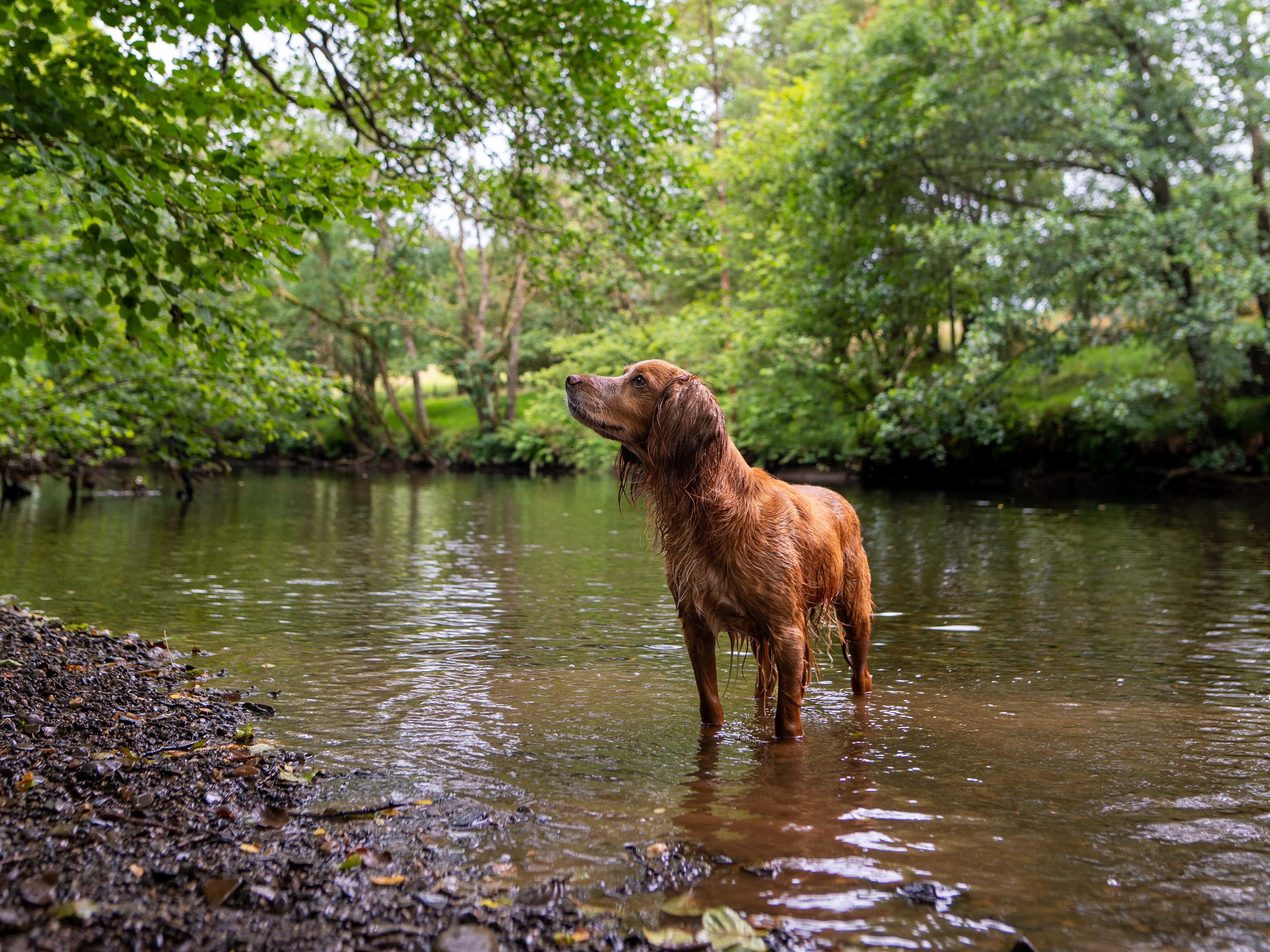 Dog in river