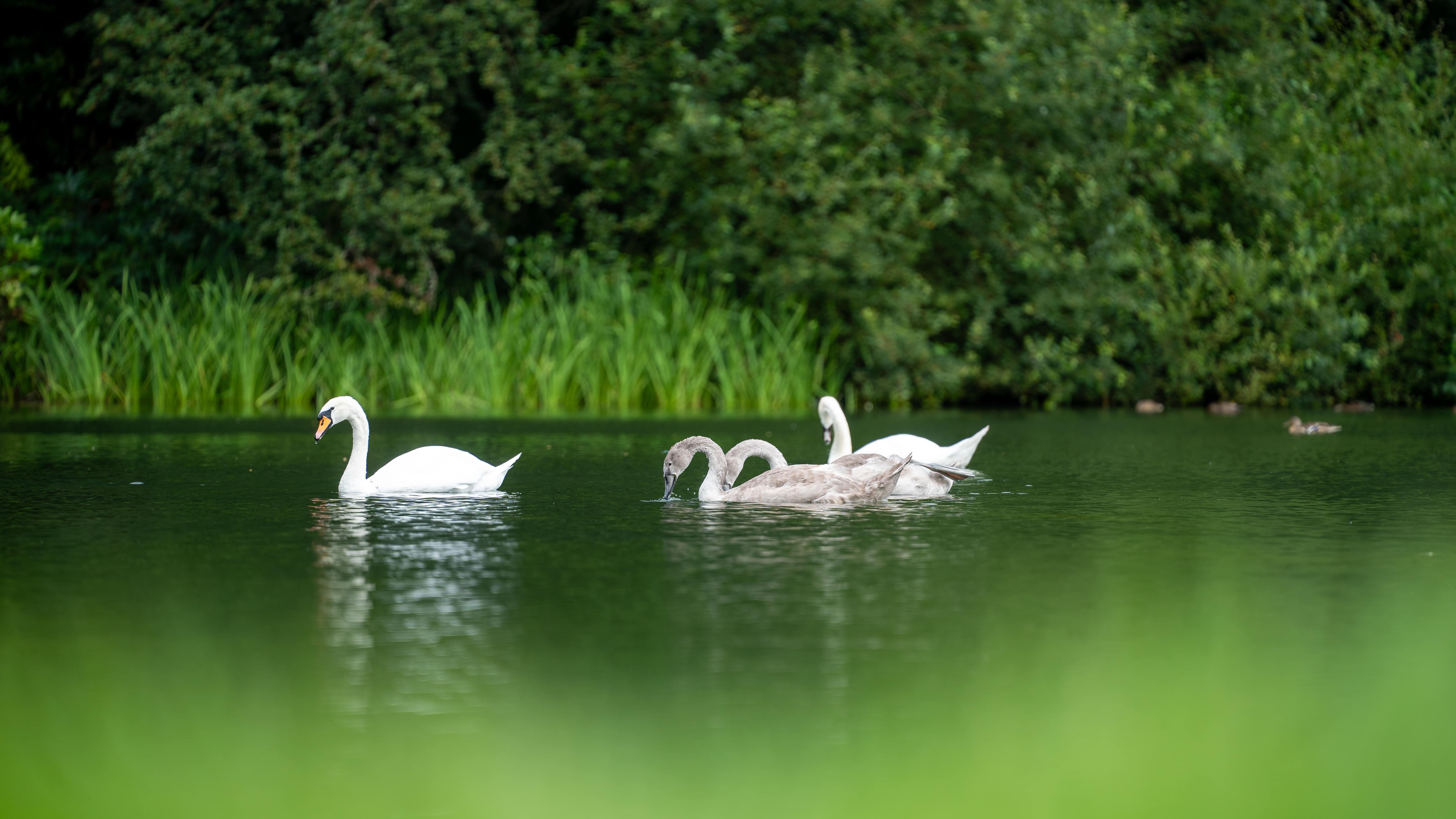 Swans on a lake