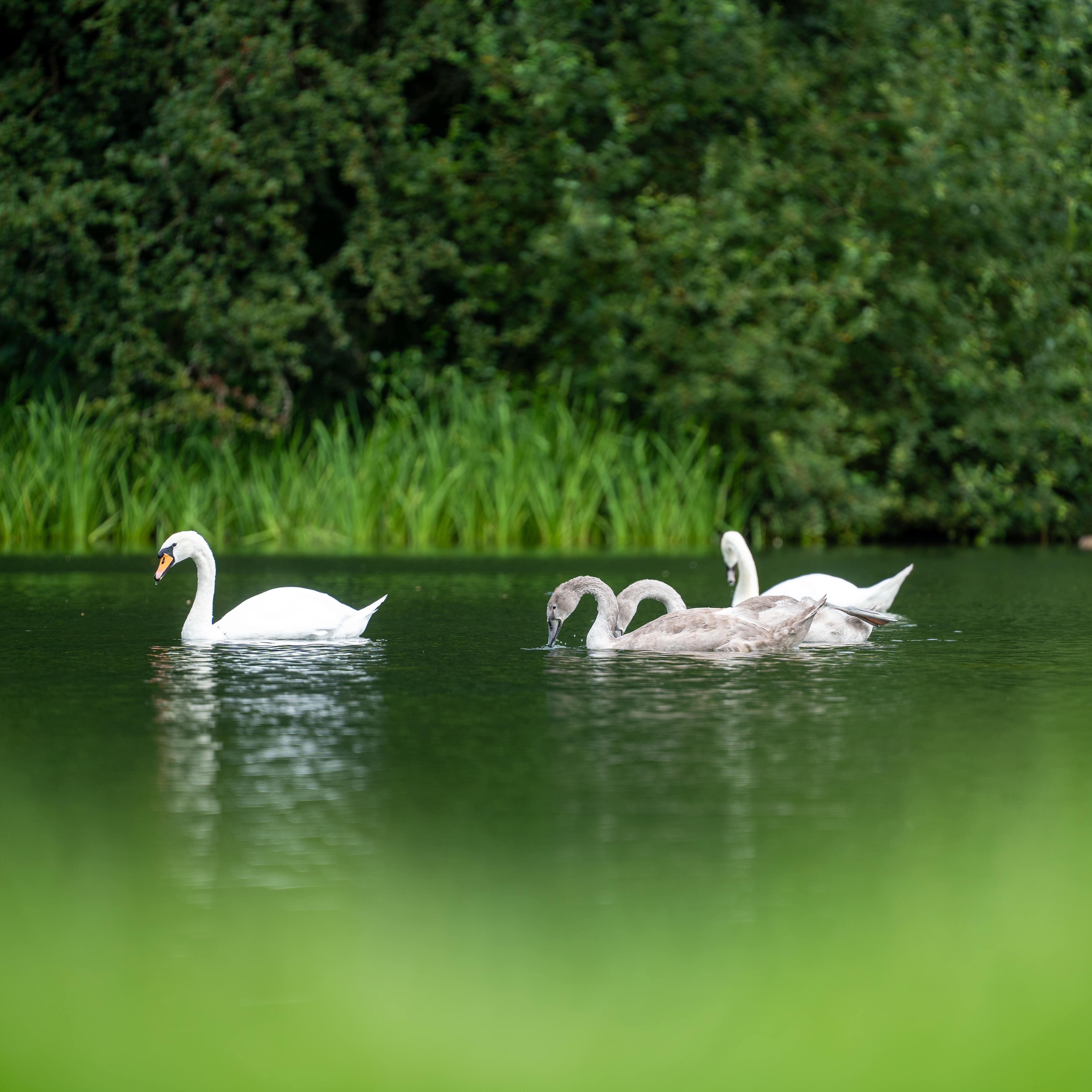 Swans on a lake