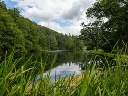 Lake in between Trees