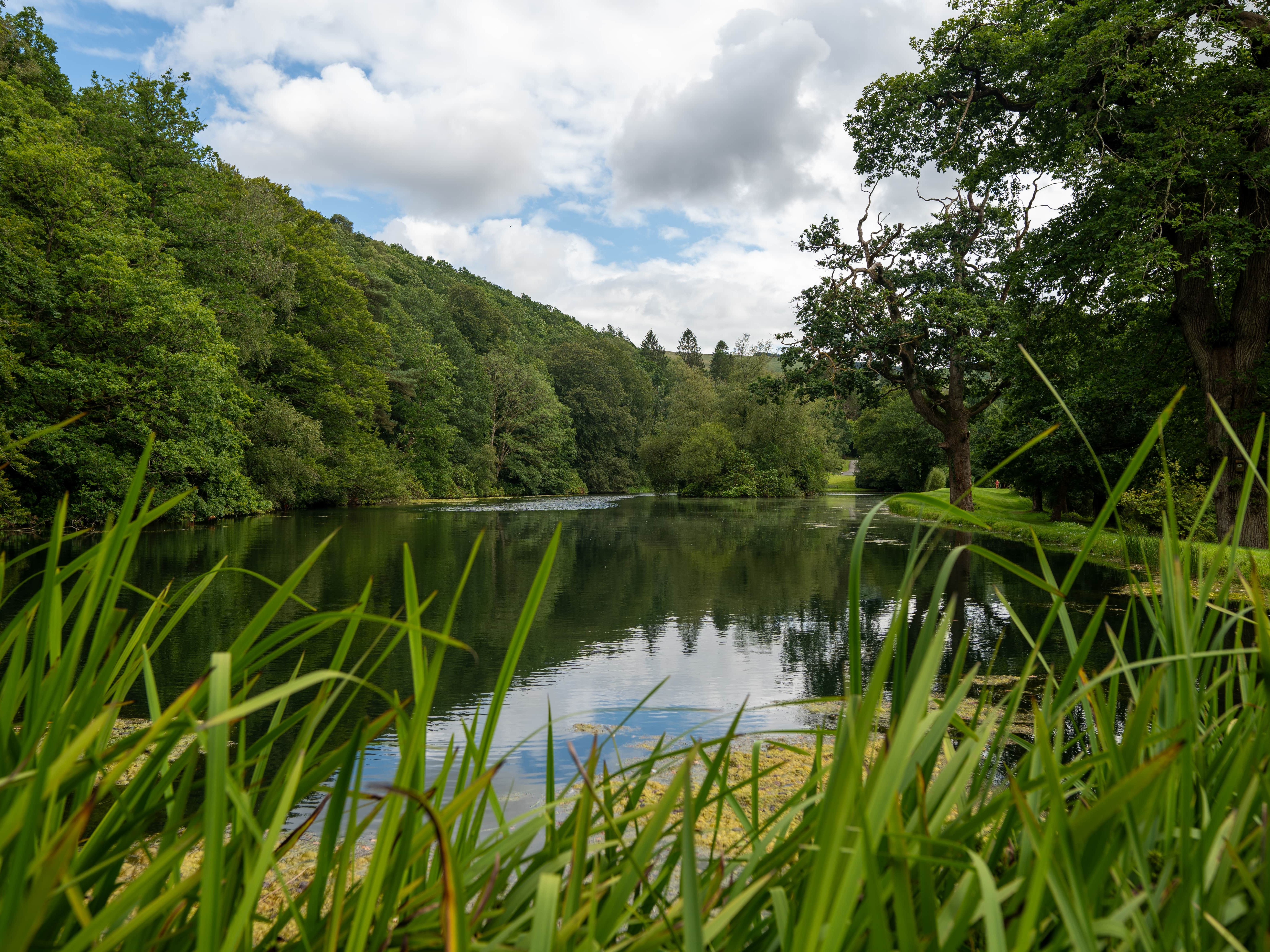 Lake in between Trees
