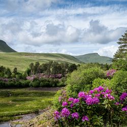 Welsh valleys with blooming flowers