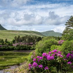 Welsh valleys with blooming flowers