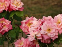 Pink flowers