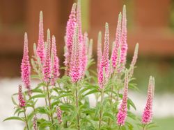 Tall pink flowers