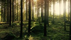 gustav-gullstrand-d6kSvT2xZQo-unsplash
