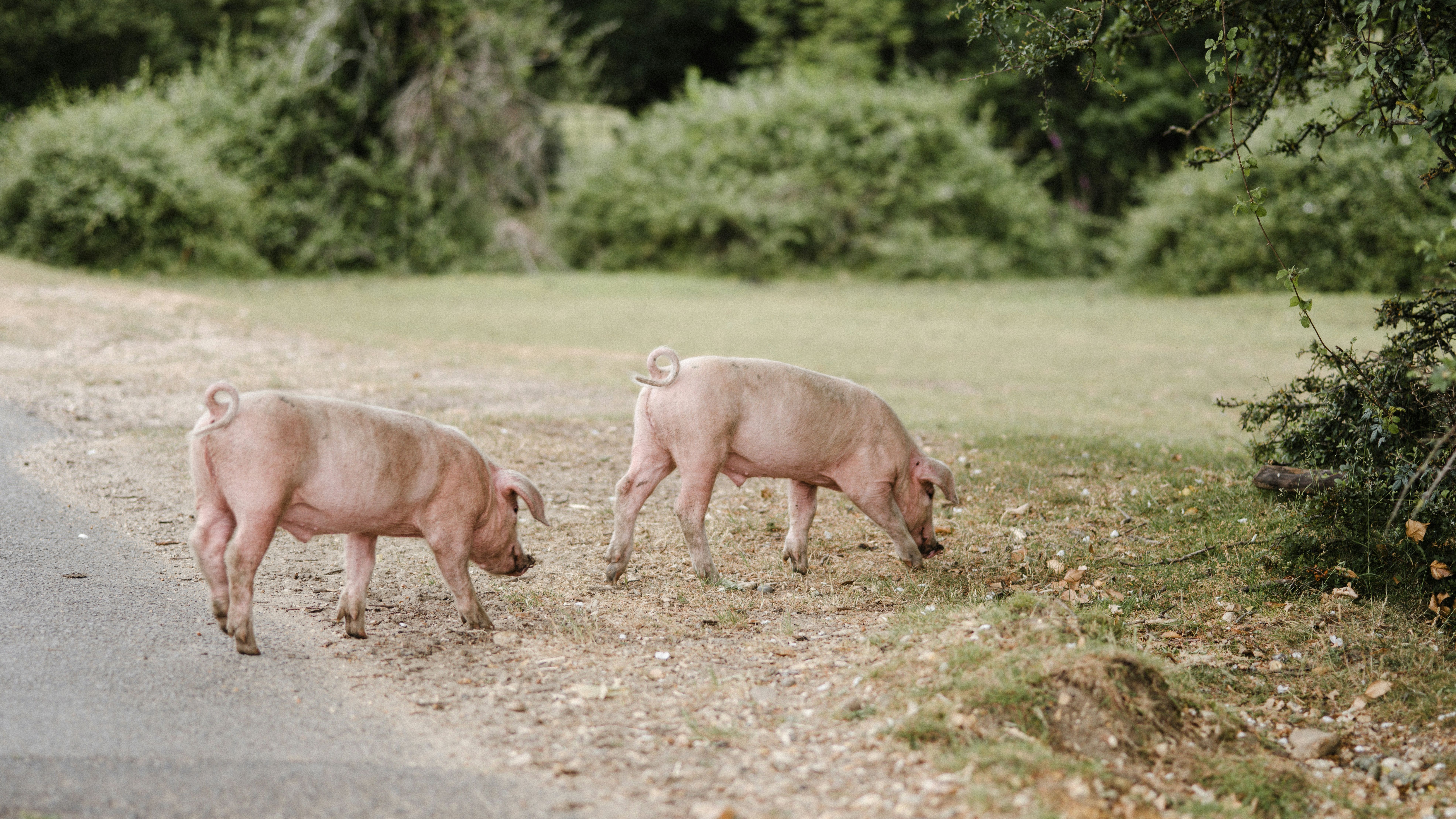 annie-spratt-33_AdHGyL1Y-unsplash