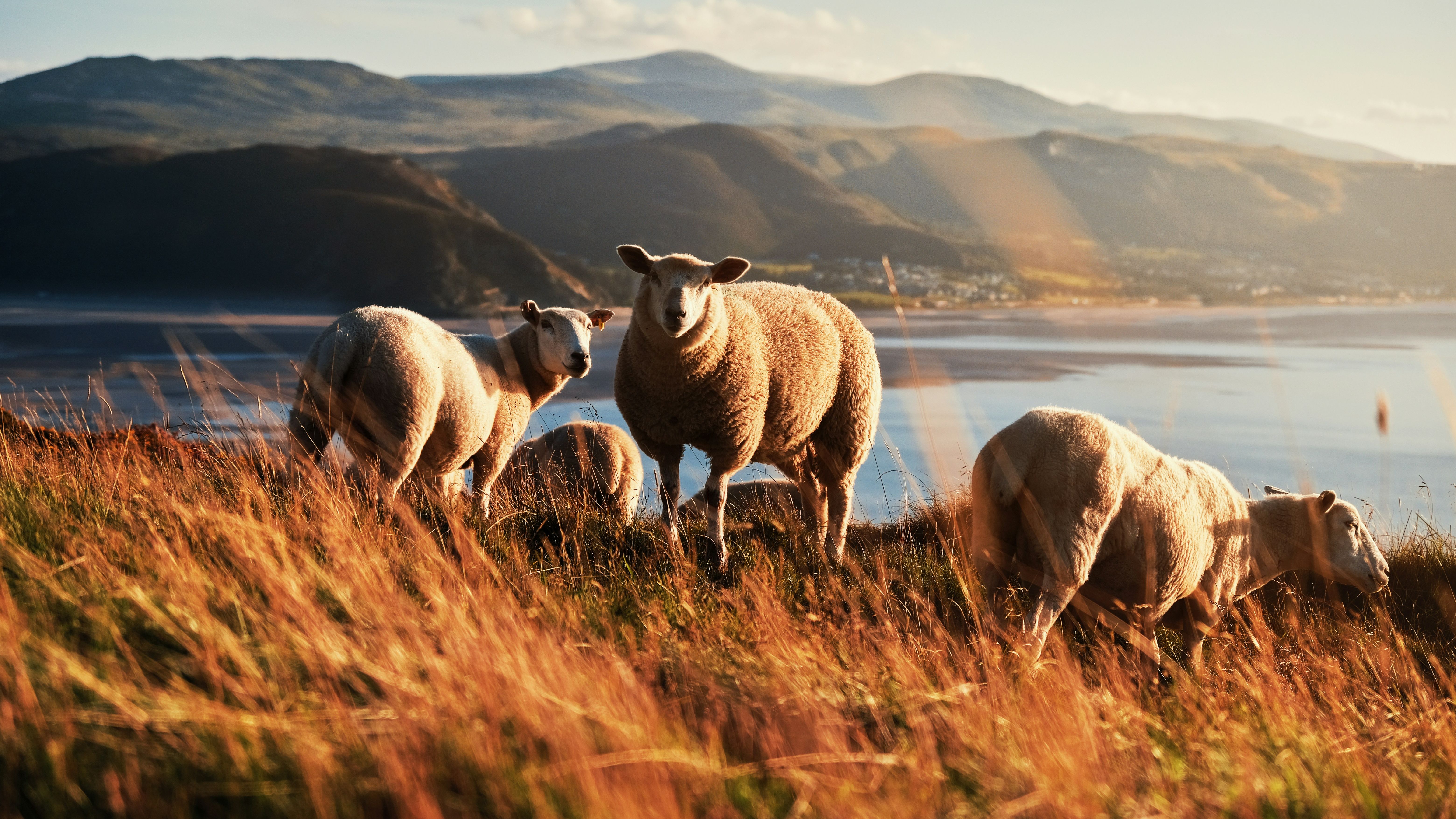 A group of sheep grazing on a grassy hillside at sunset, overlooking a coastal bay and distant mountains in Wales, bathed in warm golden light.
